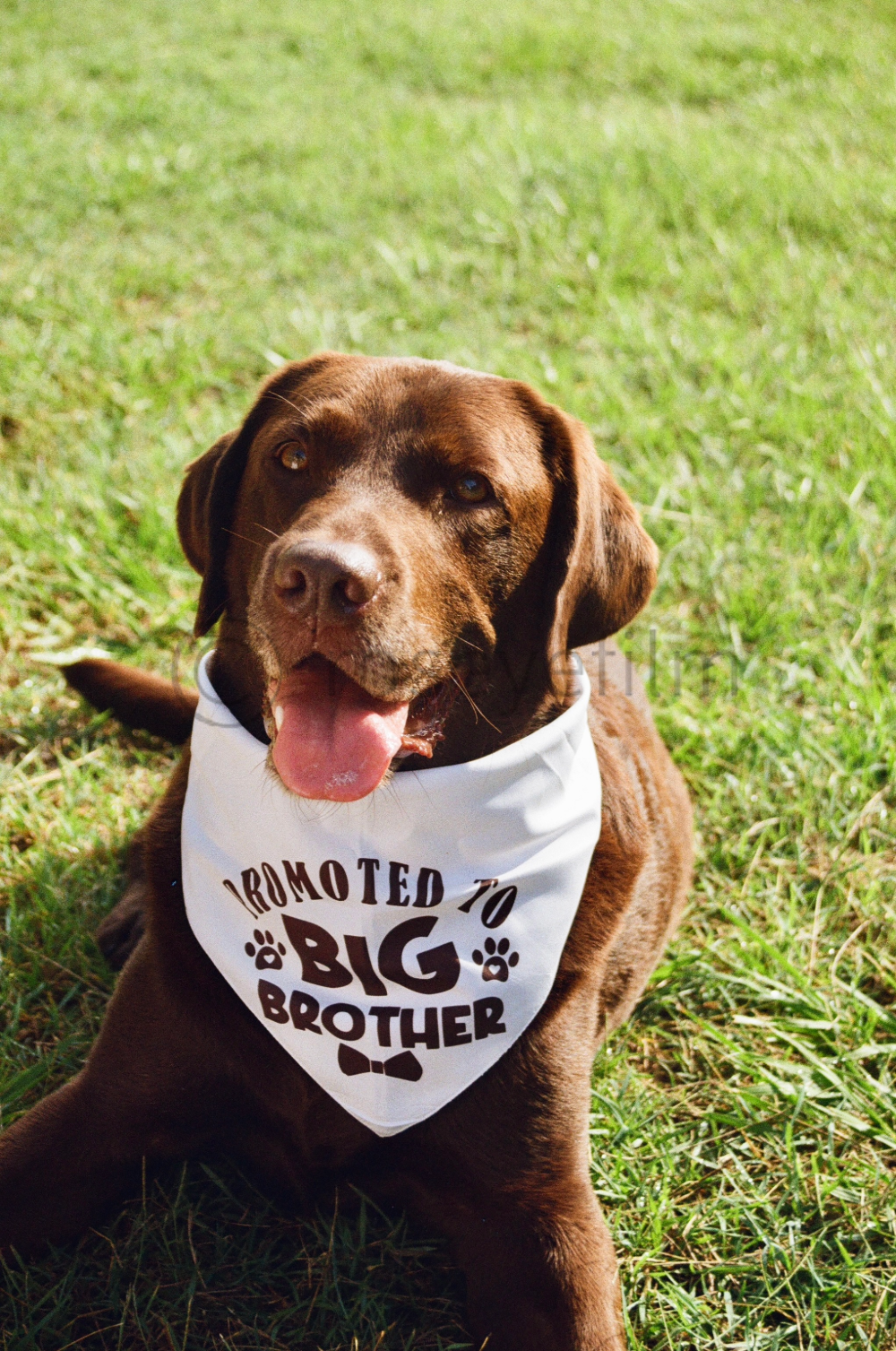 Brown Labrador Retriever dog with tongue out, wearing a white bandana that says "Promoted to Big Brother" in black text, lying on green grass.