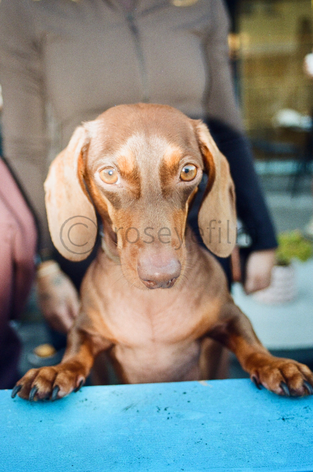 Close-up of a dappled brown Dachshund puppy looking at the camera, held by a person in the background.