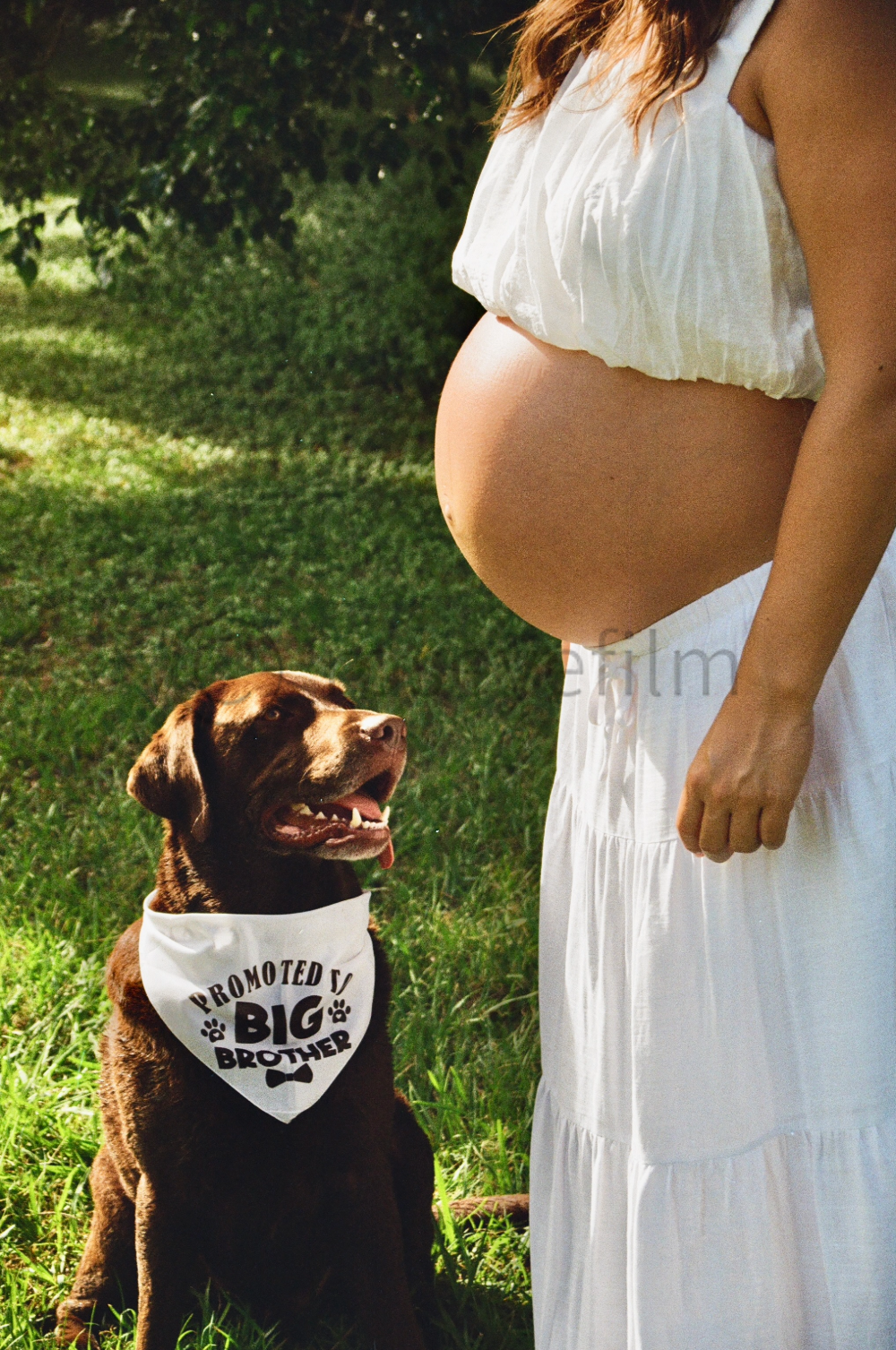 A pregnant woman in a white dress standing outdoors with a brown Labrador retriever puppy sitting nearby. The puppy is wearing a white bandana that says, 'Promoted to Big Brother.' The woman is showing her bare pregnant belly, and the background is g
