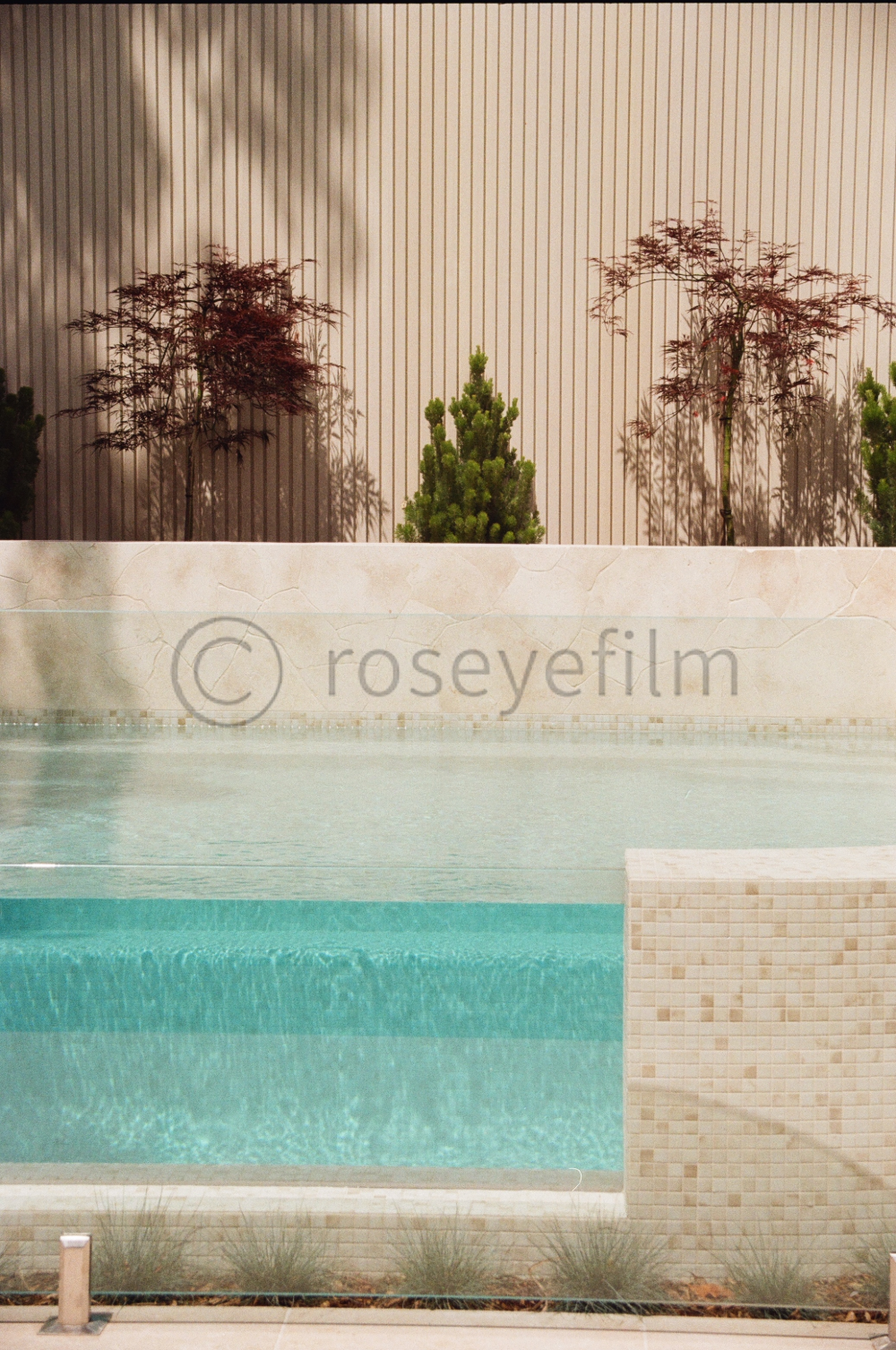 A swimming pool with clear water, a beige tiled wall, and ornamental trees against a vertically lined beige wall.