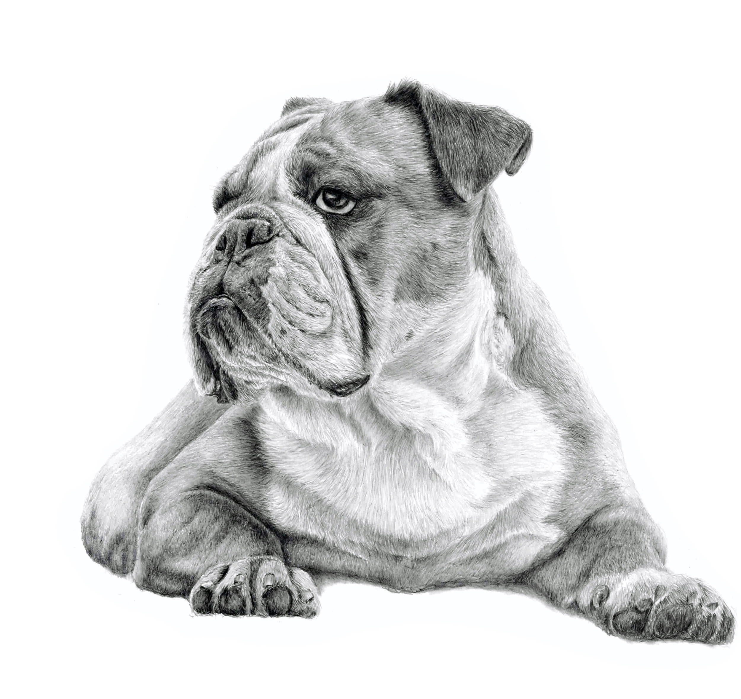 A back and white pencil dog portrait a british bulldog lying down