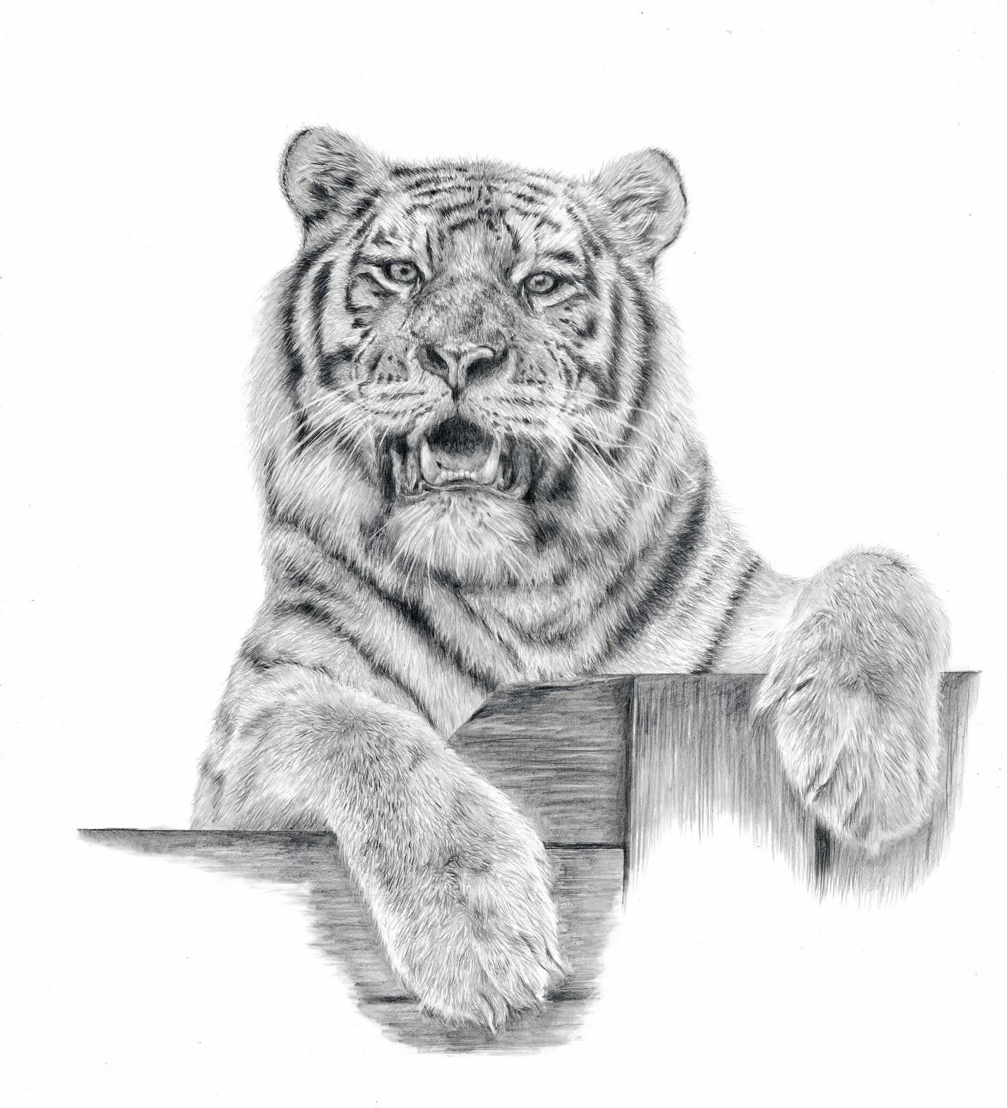 Tiger drawing I finished last night #tiger #tigers #tigersofinstgram #wilflife #wildlifeart #wildlifeartist #wildlifeartistsoninstagram #bigcat #bigcatsofinstagram #artist #artwork