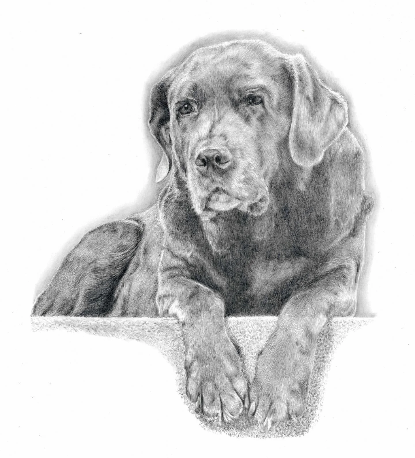 Portrait I finished last week of the lovely Indie. This was created on A3 Bristol board #portrait #dogs #dog #pencilportrait #pencilportraitartist✏️ #artist