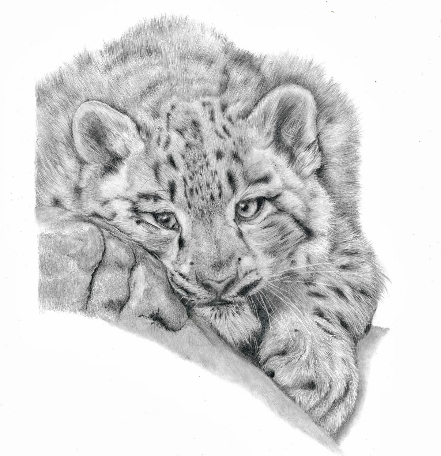 Snow Leopard drawing I finished last week. Yesterday&rsquo;s event was the first time the prints were available and it went better than expected. Onto the next one #snowleopard #snowleopardcub #wildlife #leopard #leopards #art #artistsofinstagram #pe