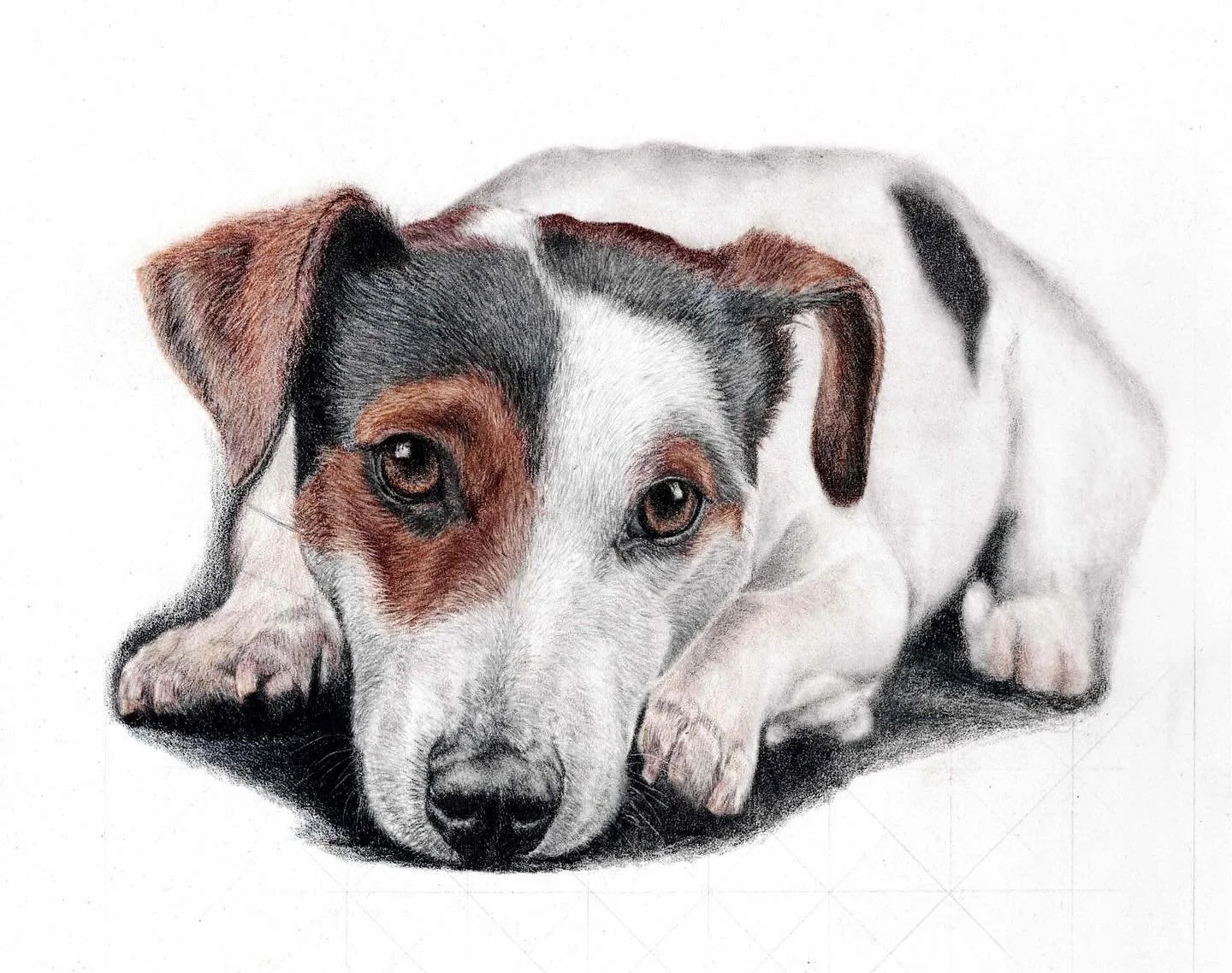 Jack Russell portrait finished last night in coloured pencil #jackrussell #jackrusselllovers #jackrussellterriersofinstagram #pencilportraitartist✏️ @jack_russell_lovers_