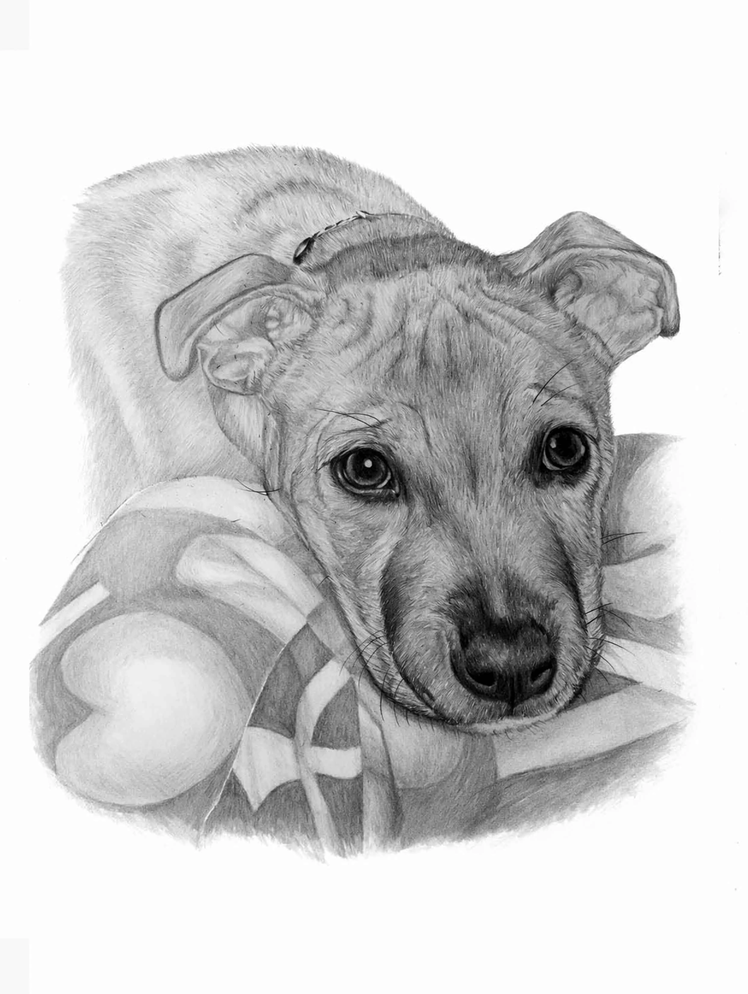 Realistic graphite pencil portrait of a Staffordshire Bull Terrier Puppy