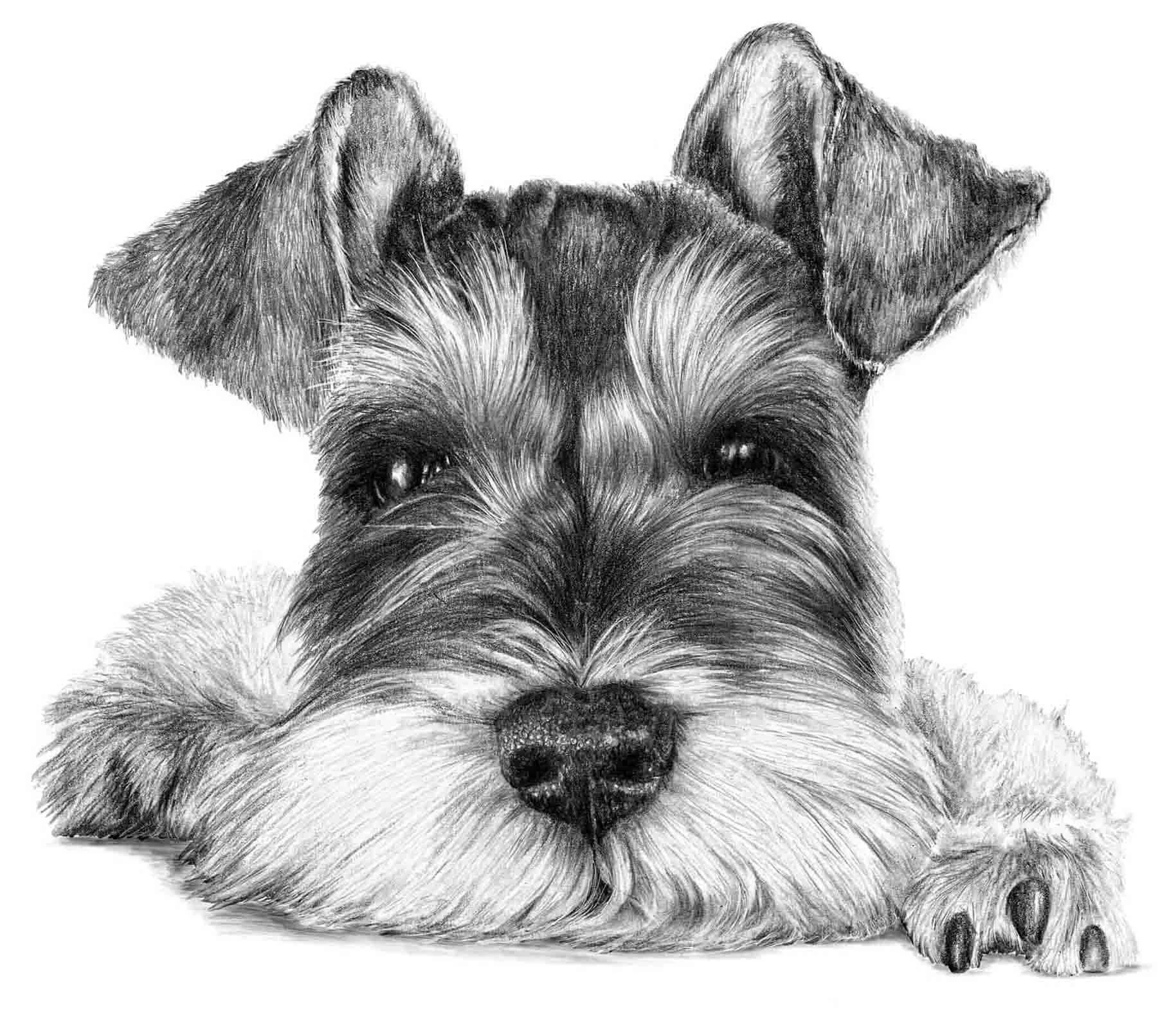 Hand drawn schnauzer dog portrait example showing custom pet portrait from photo created by UK portrait artist