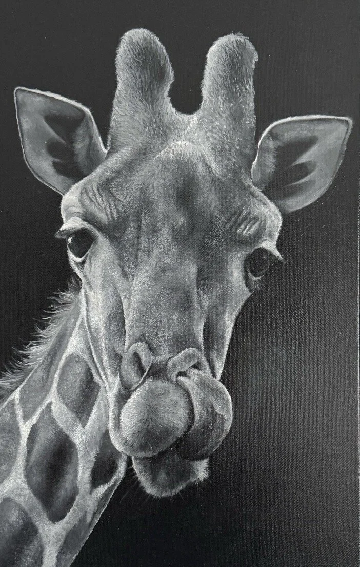 Black and white oil painting of a giraffe titled "Lick" by Matt Lloyd, 25x13 inches framed, featuring a subtle rainbow detail symbolising the colour animals bring to our lives.