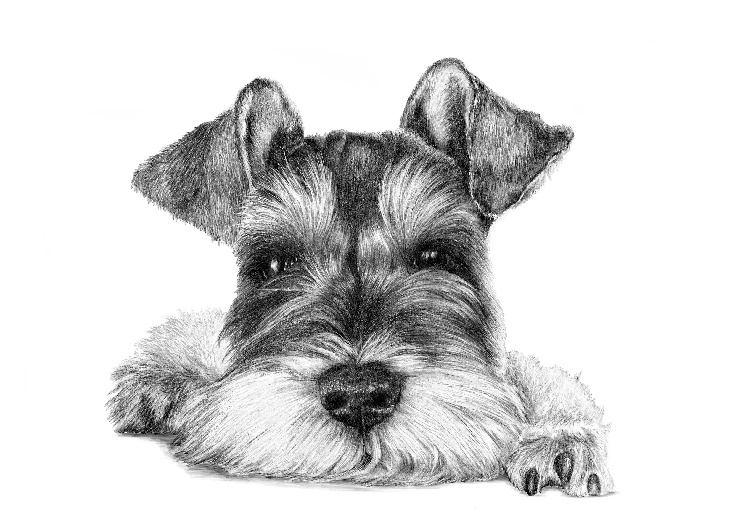 Black and white detailed drawing of a small dog with a scruffy coat, lying down with its head resting on its paw, looking directly forward.