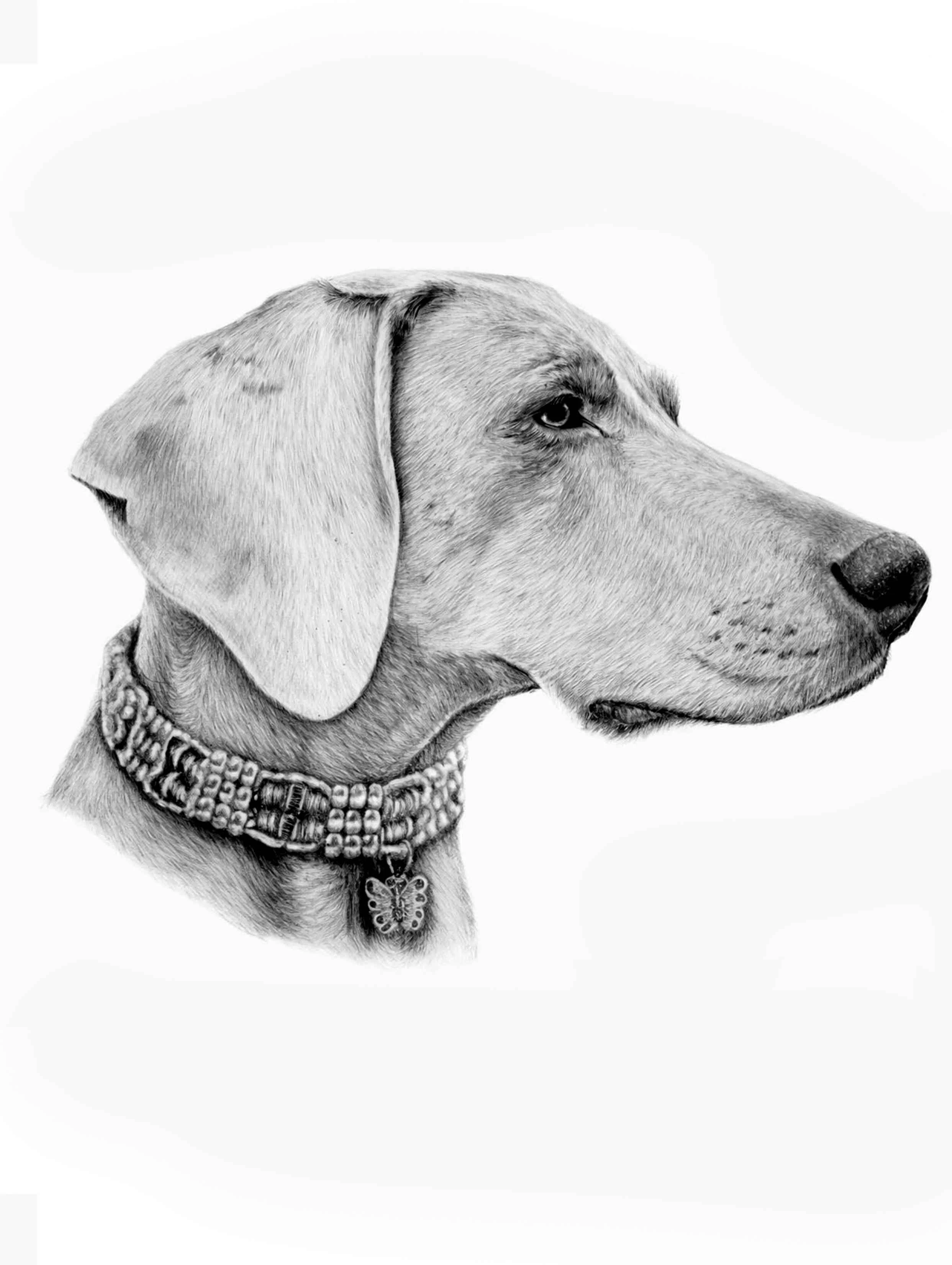 Graphite pencil drawing of a Weimaraner
