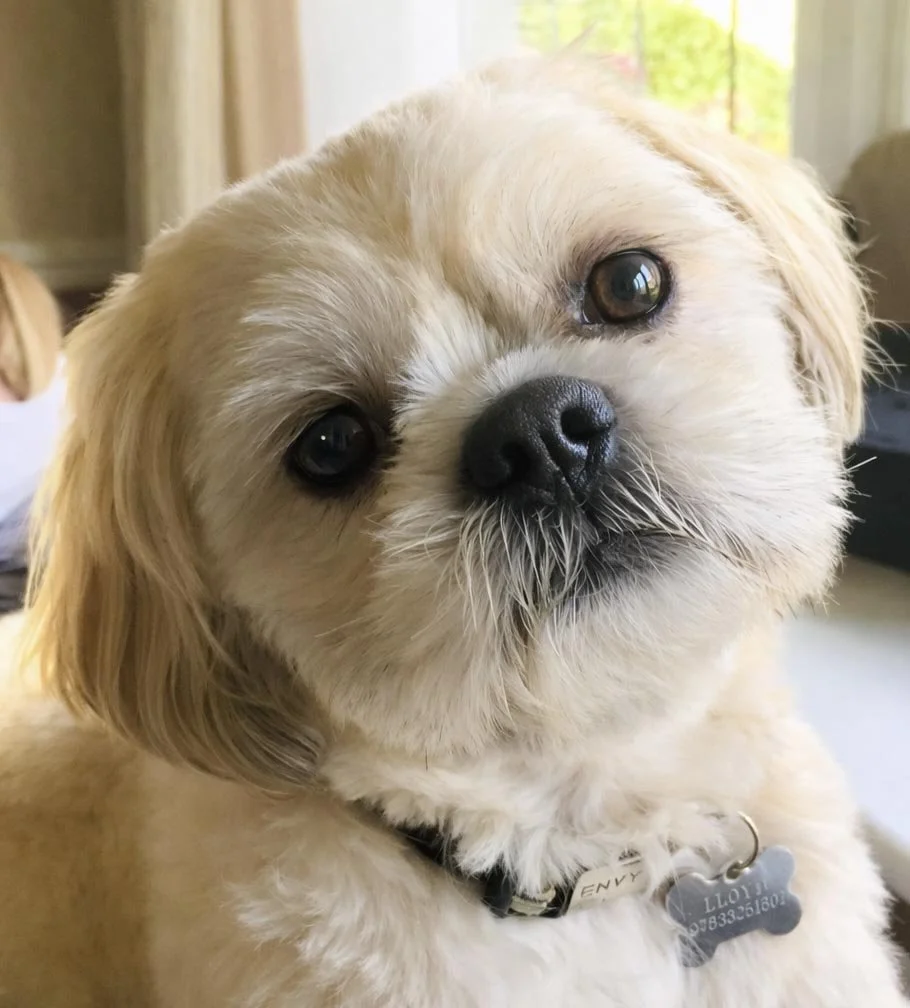 Photo of Chester the Shih Tzu
