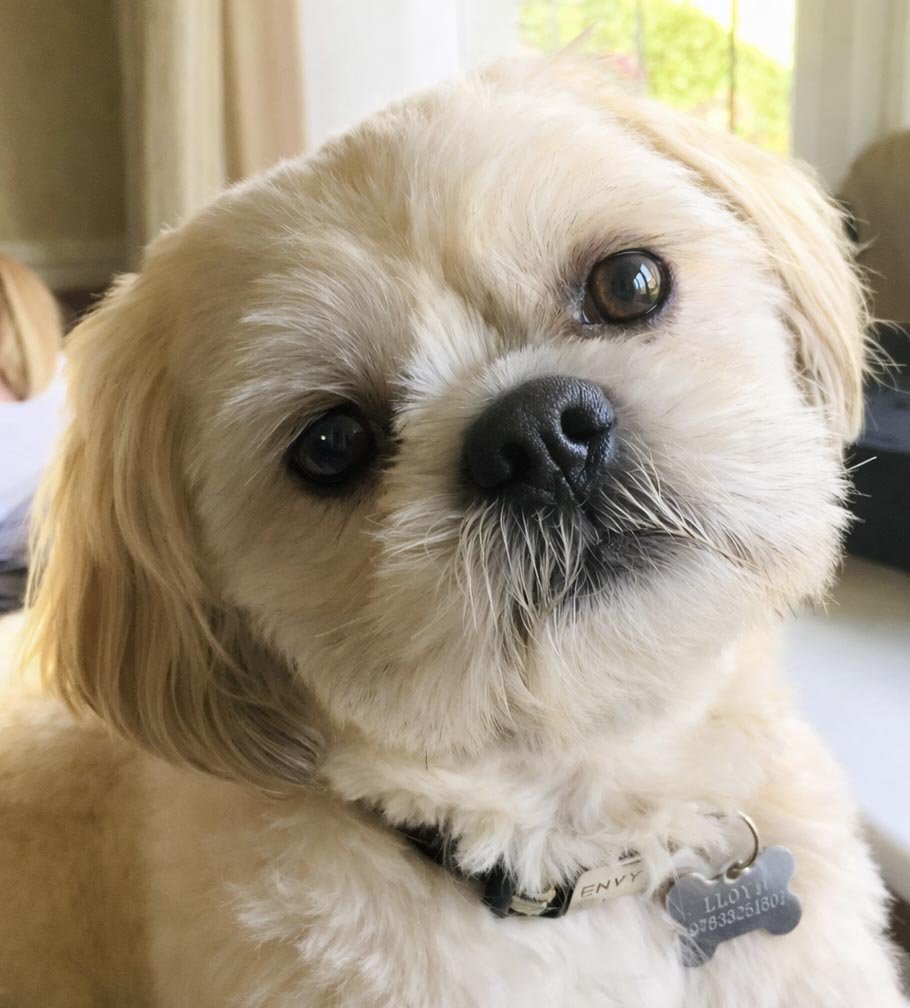 Chester Shih Tzu