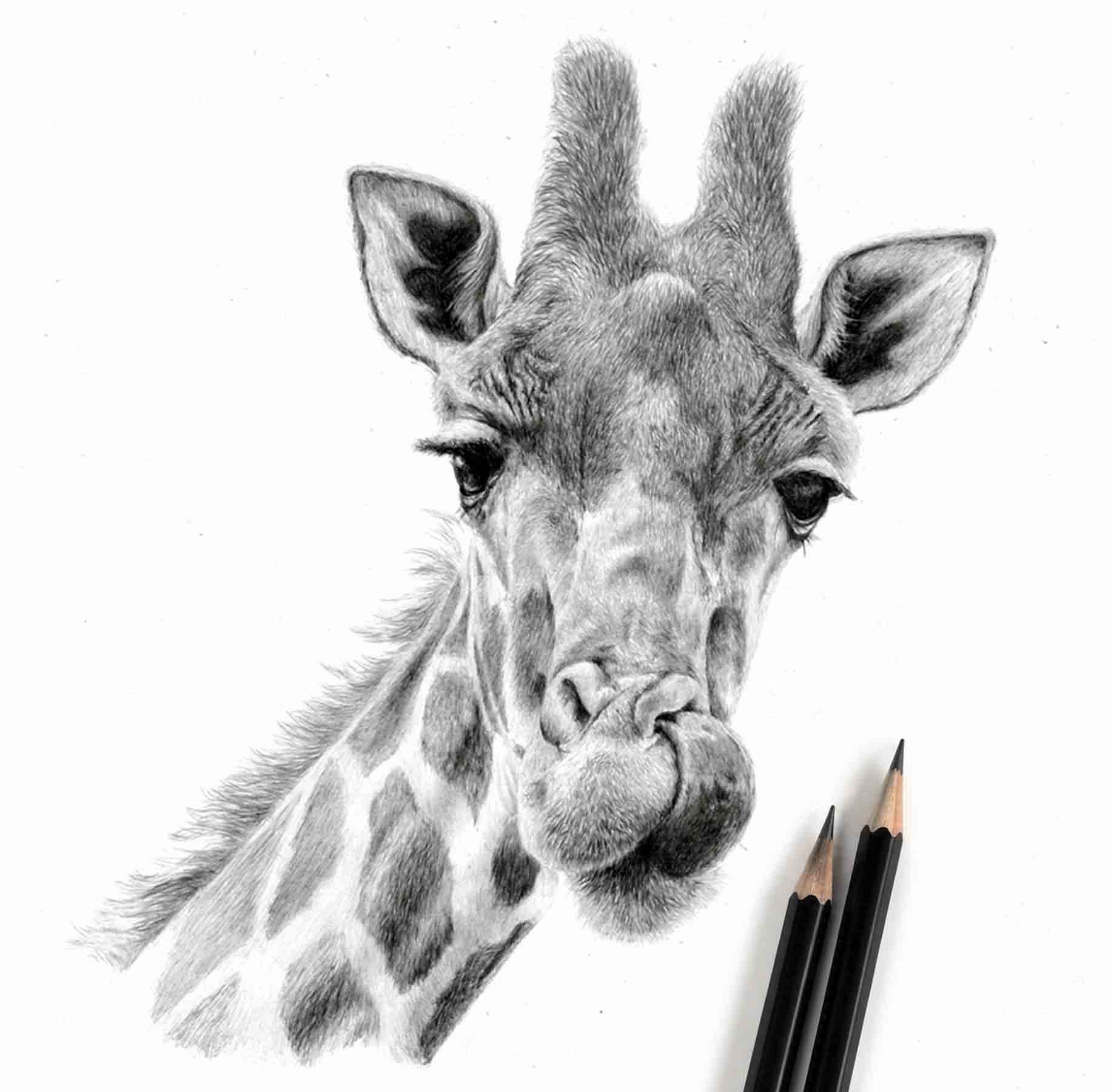 image of Giraffe original pencil drawing