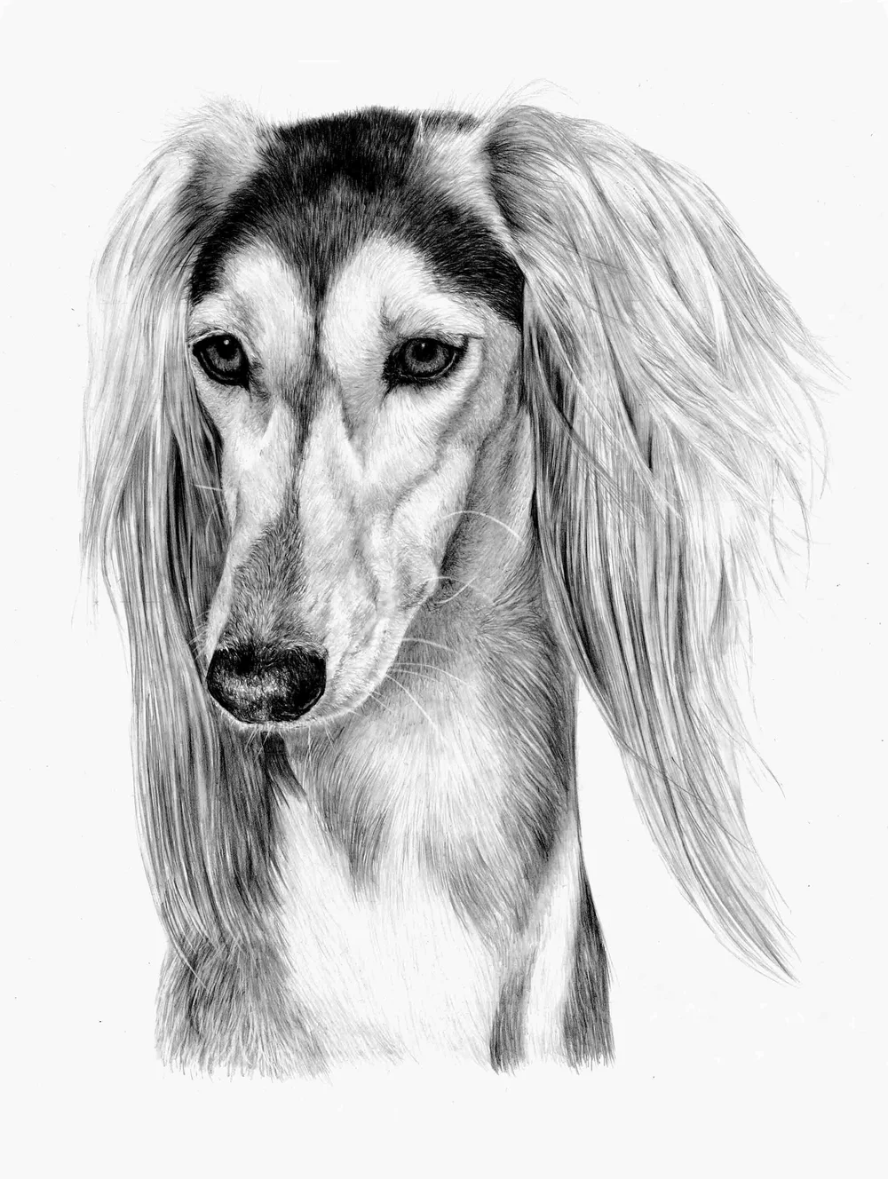 Pencil portrait of a Saluki dog