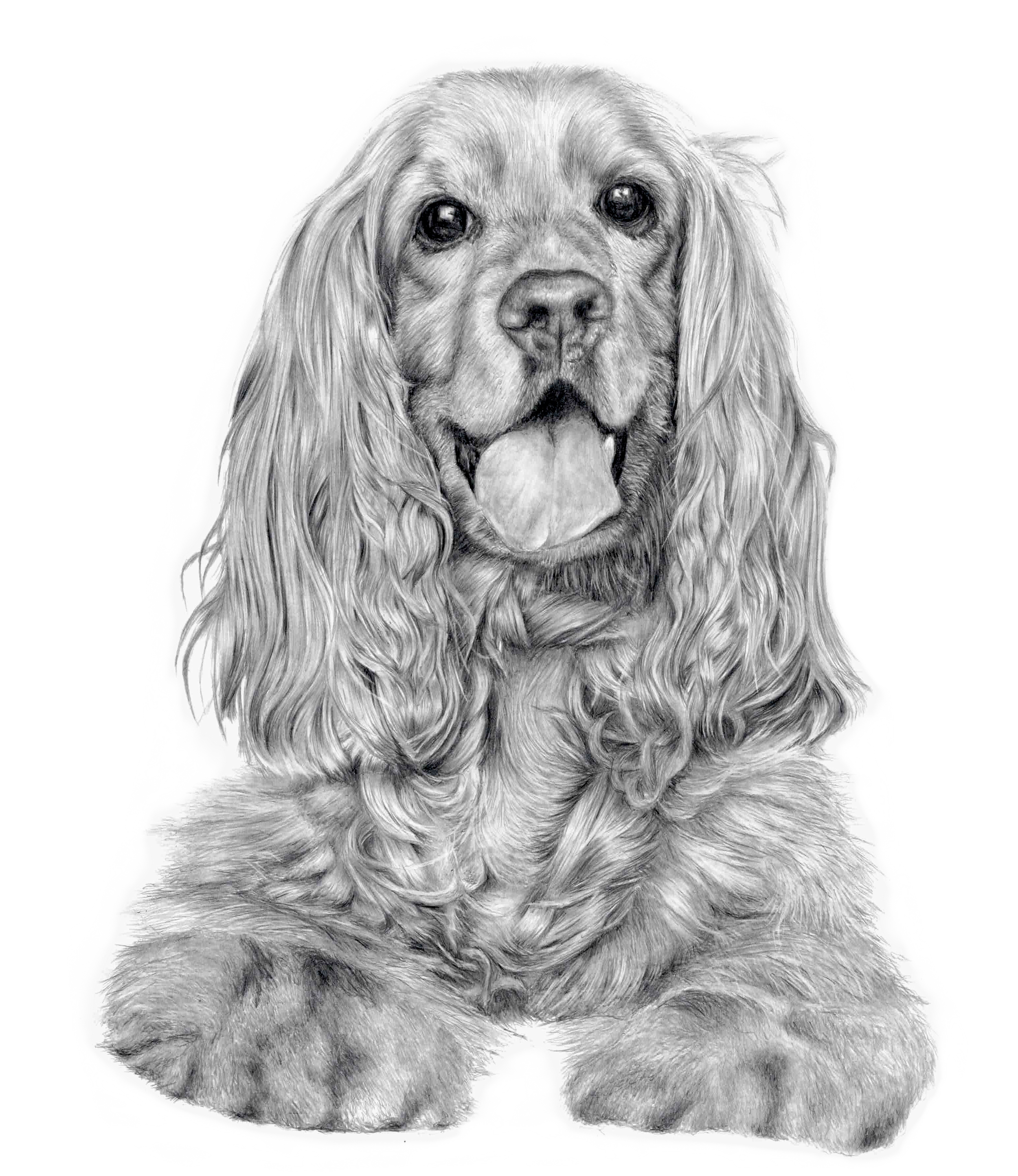 A dog pet portrait of a Cocker Spaniel dog with long, wavy ears, sitting with tongue out and looking forward.