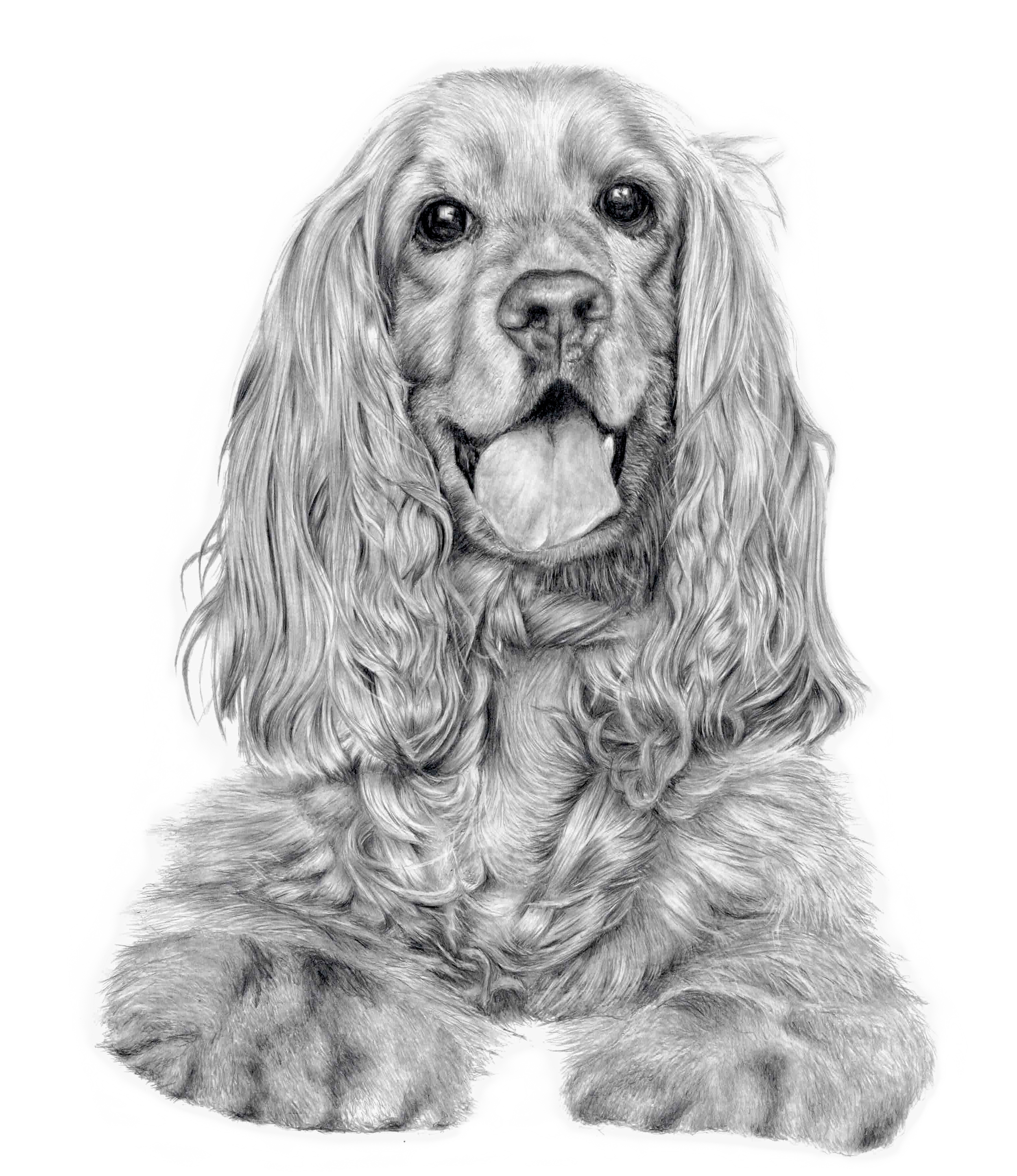 graphite drawing of a cocker spaniel