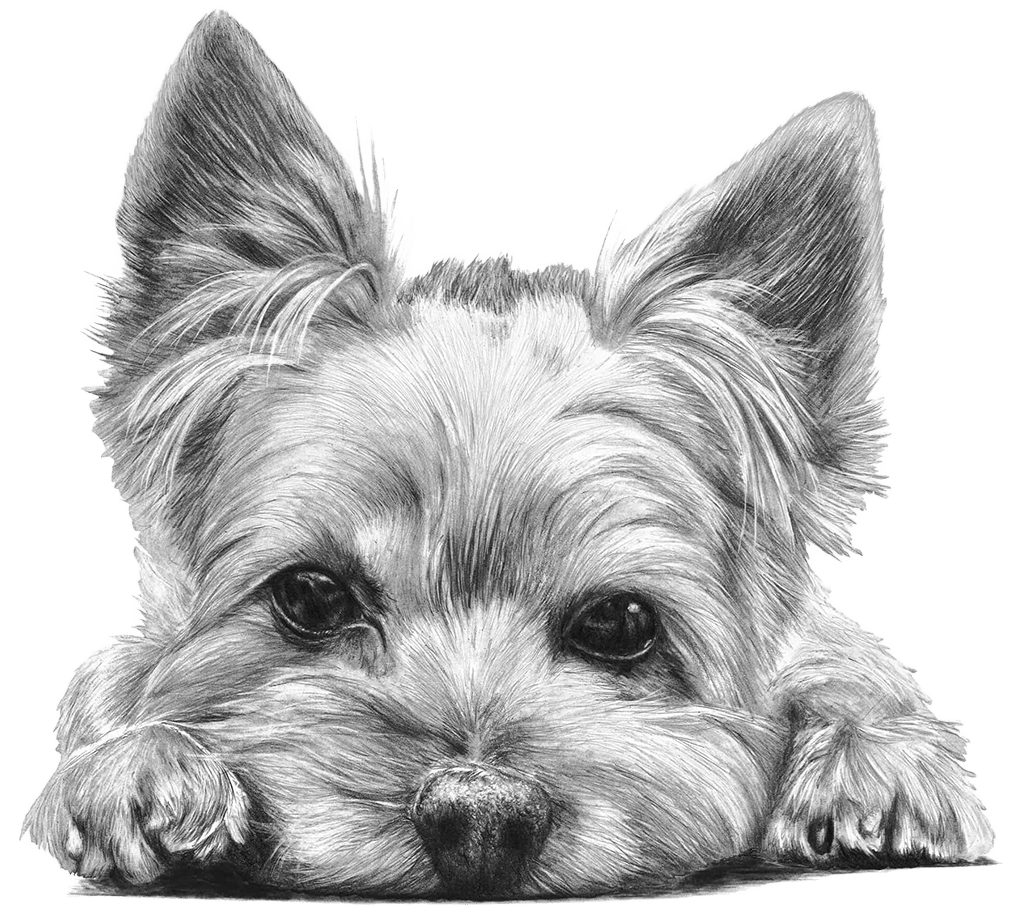 Yorkshire Terrier dog graphite pencil portrait
