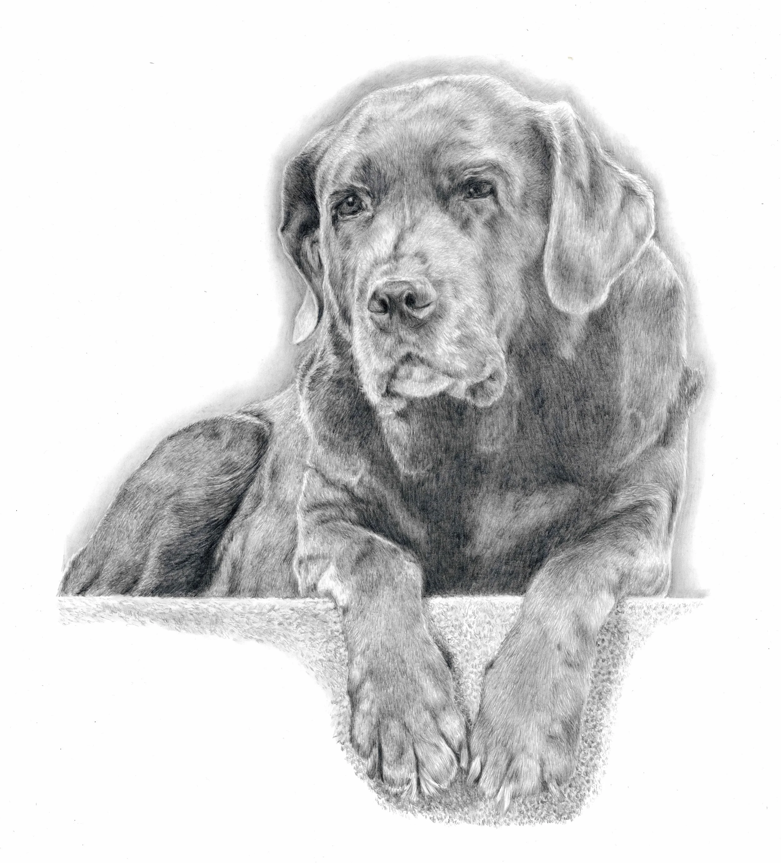 Matt Lloyd portrait graphite portrait of a Labrador Retriever dog resting its front paws on a ledge.