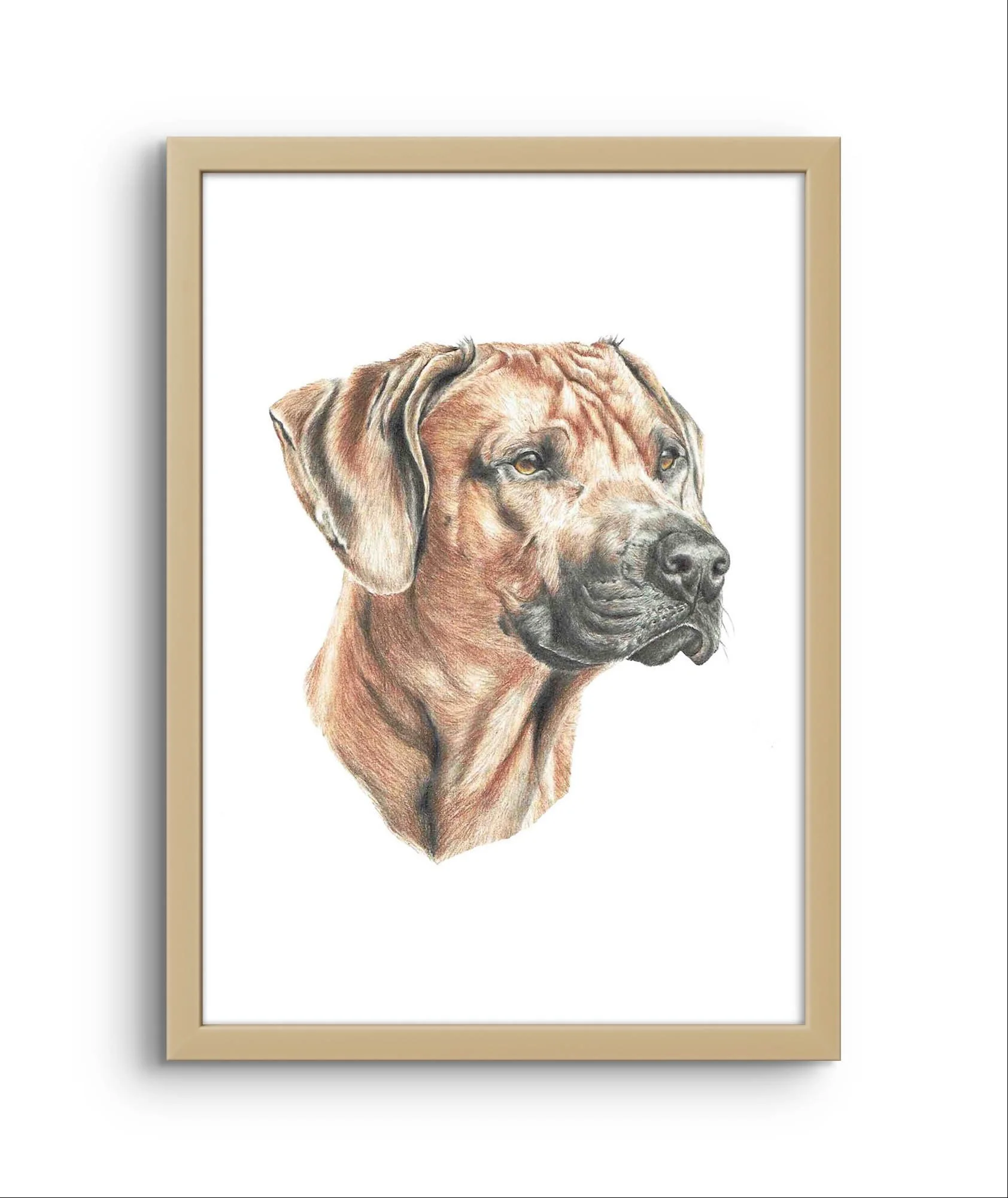 Colour Ridgeback portrait with an Oak frame