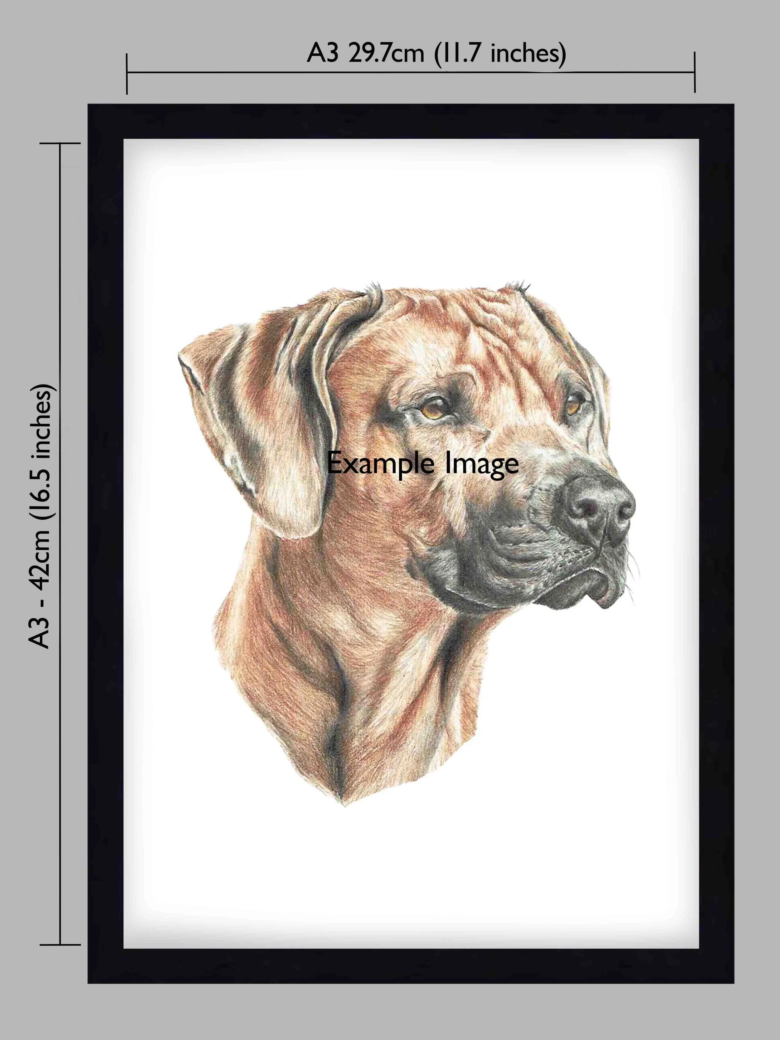 A3 Colour Pencil Portrait 297 x 420 mm (11.7 x 16.5 inches) by pet portrait artist Matt Lloyd Black Frame