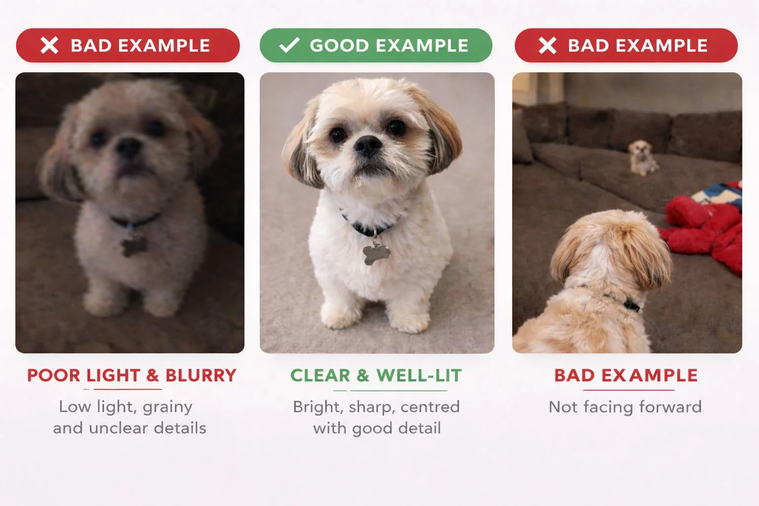 examples showing good and bad reference photos for a pet portrait