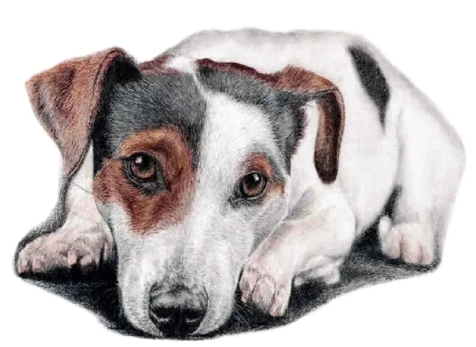 Colour dog portrait of a Jack Russell
