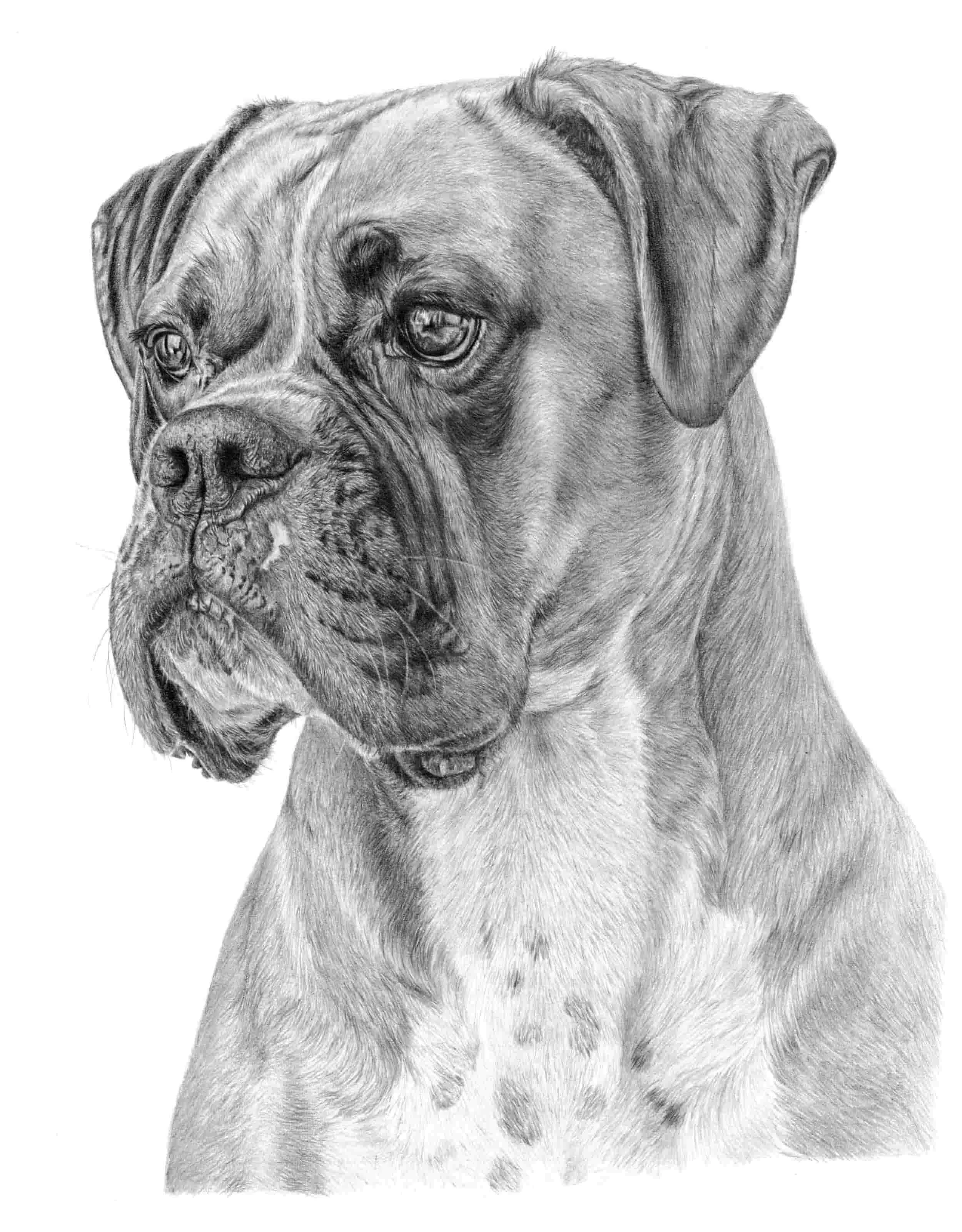 black and white graphite pencil portrait of a Boxer dog by Matthew Lloyd
