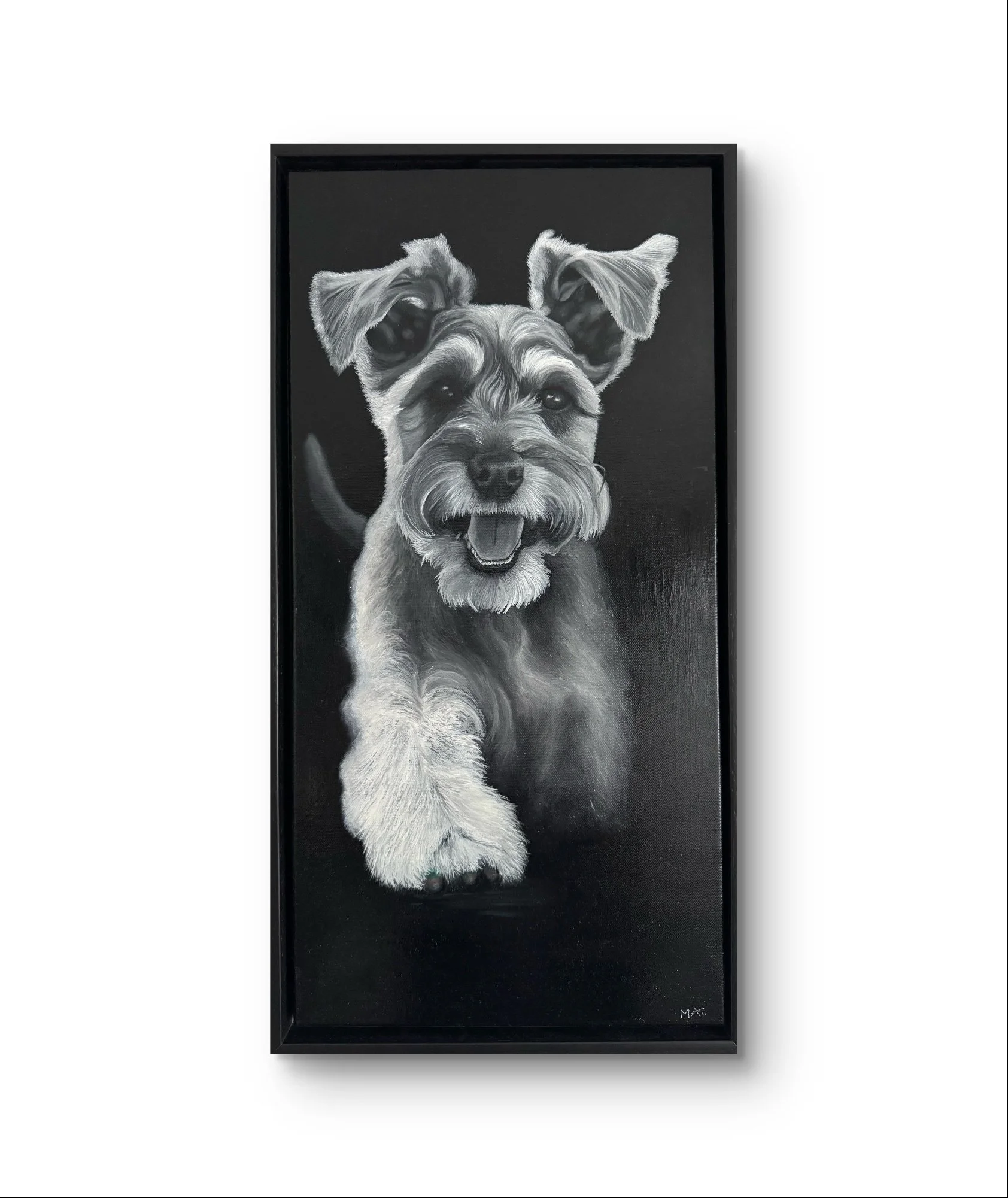 Original black and white acrylic painting of a Schnauzer walking with a rainbow on his paw by artist Matt Lloyd. Framed 25x13 inch artwork symbolising joy, colour, and character in modern animal art.