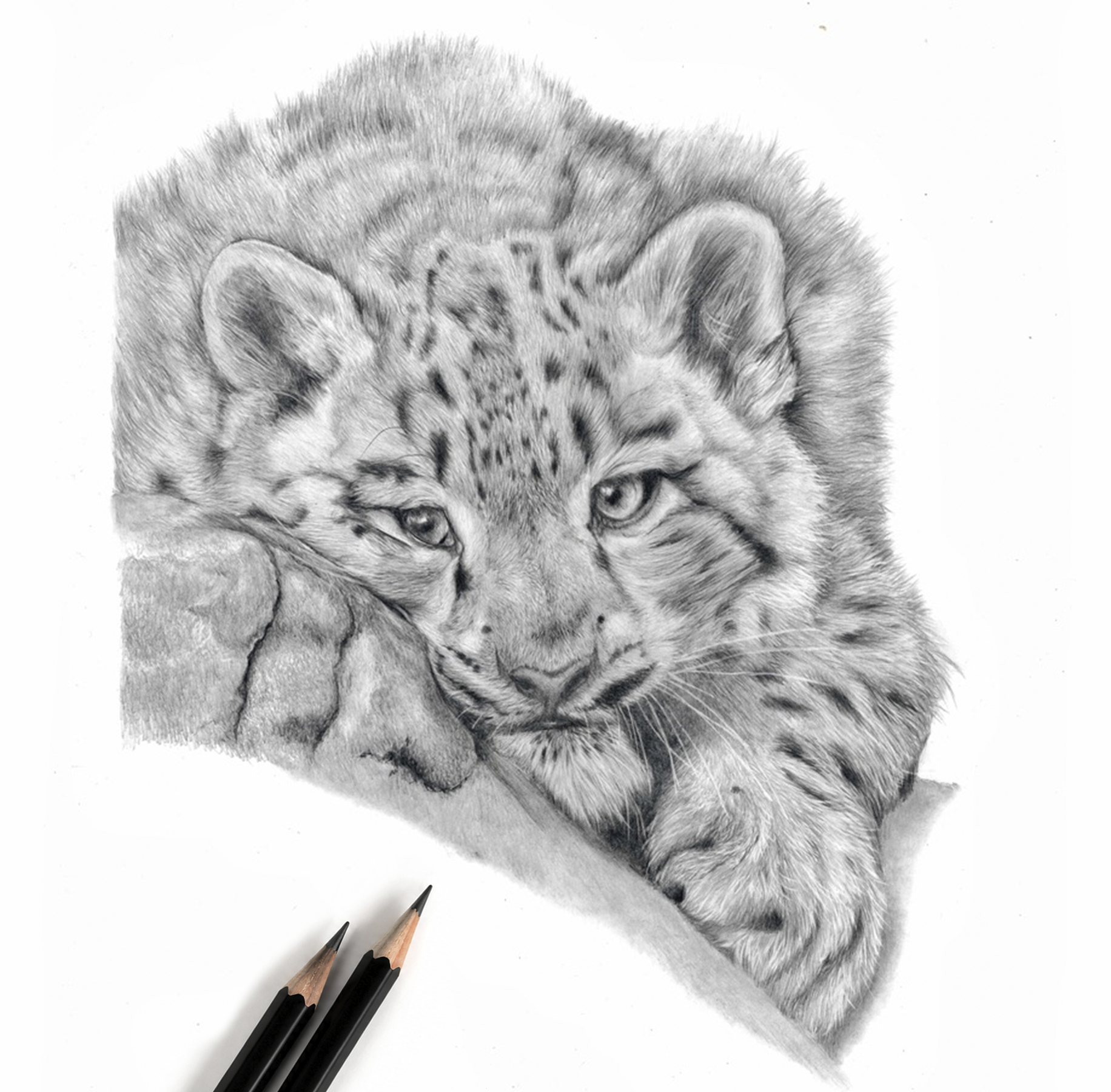 Original Snow Leopard drawing by portrait artist Matthew Lloyd