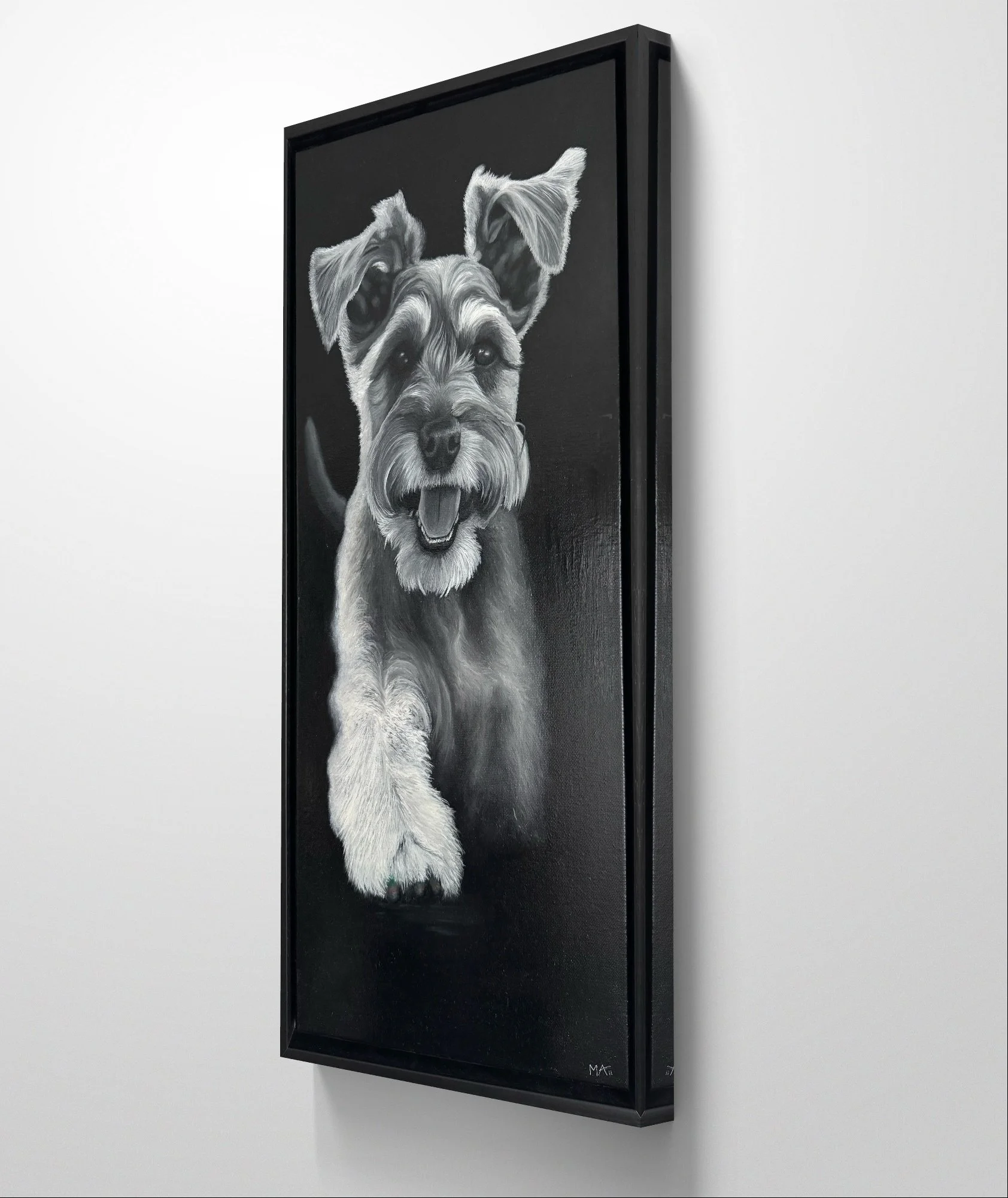 Original black and white acrylic painting of a Schnauzer walking with a rainbow on his paw by artist Matt Lloyd. Framed 25x13 inch artwork symbolising joy, colour, and character in modern animal art.