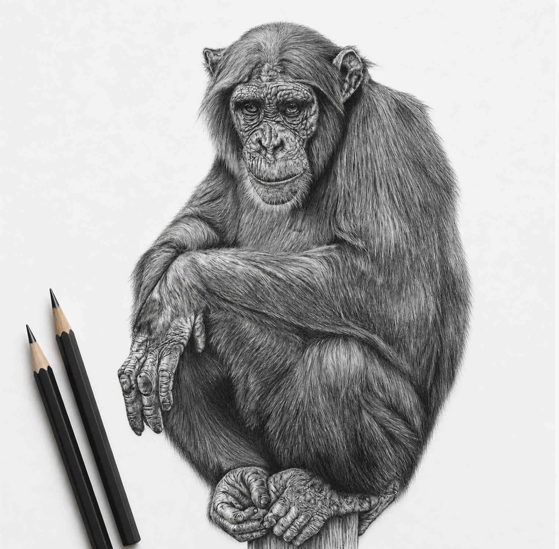 Original hand drawn Chimpanzee image