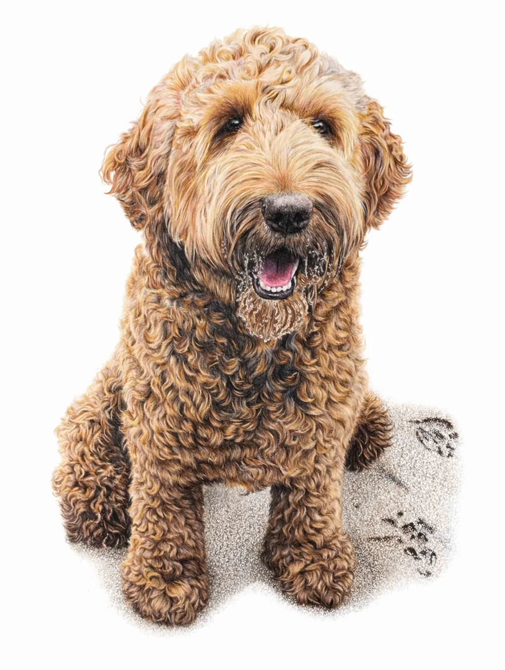 Colour Pencil portrait of a Cockapoo on the beach