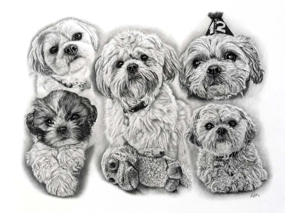 LifeStory pet portrait combining multiple photographs into one hand-drawn artwork by Matt Lloyd
