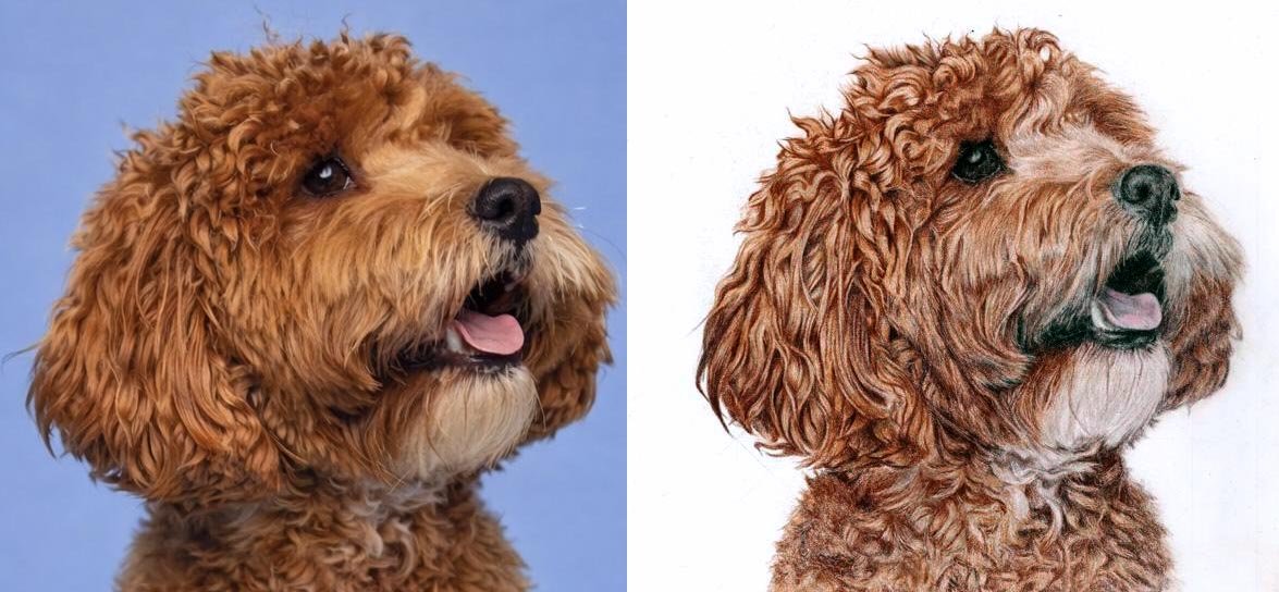 Pet portrait from photo before and after comparison – hand drawn cockapoo dog portrait UK