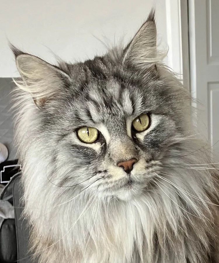 Cat portrait photo guide of a Maine Coon for a portrait