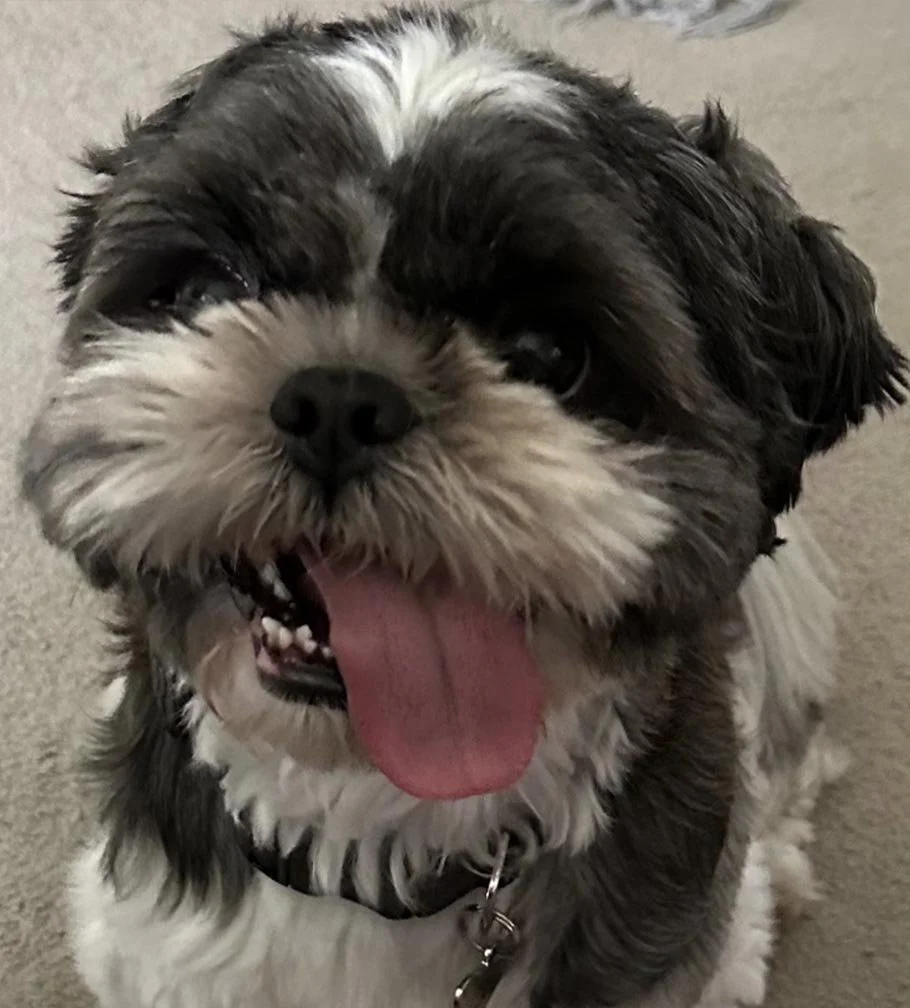Ozzy Shih Tzu