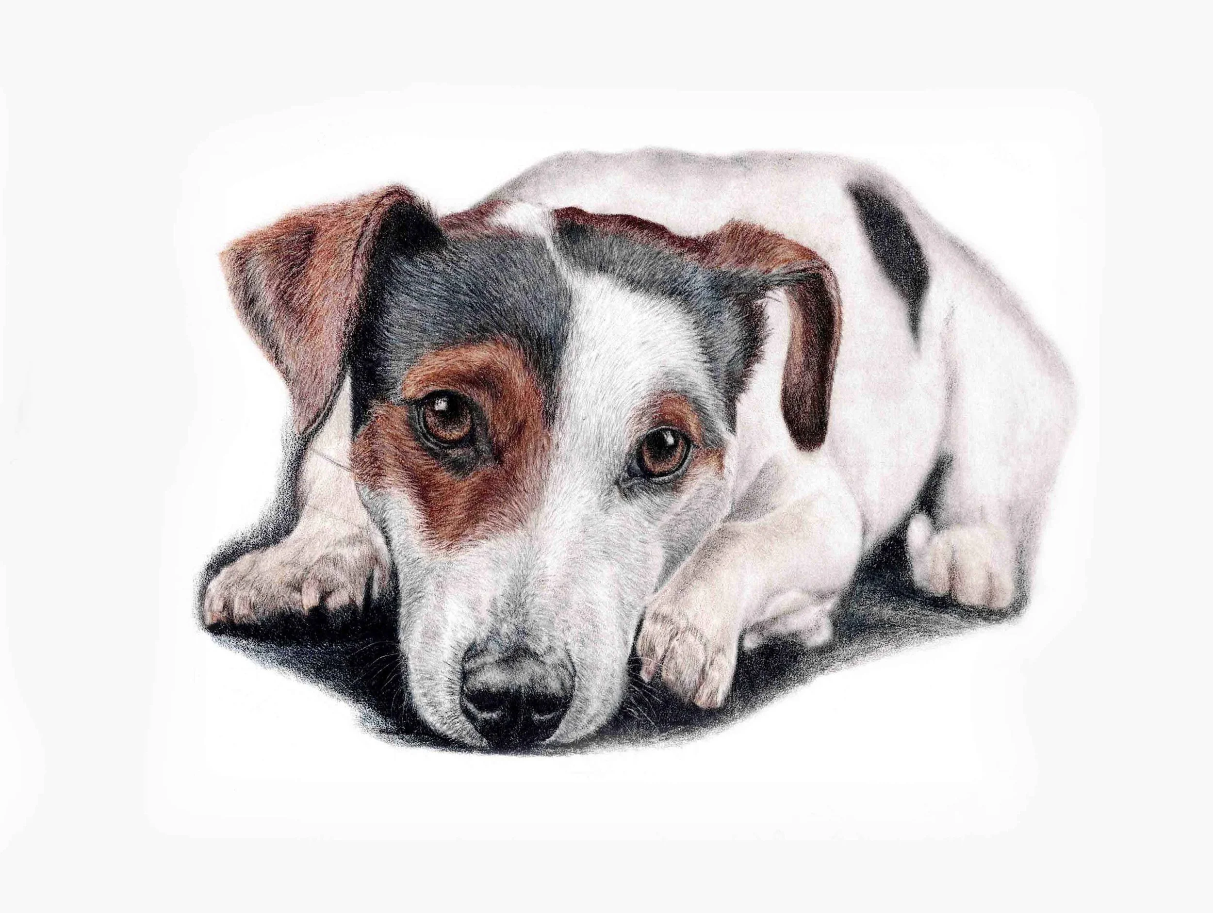 Colour Pencil dog portrait of Jack Russell Terrier