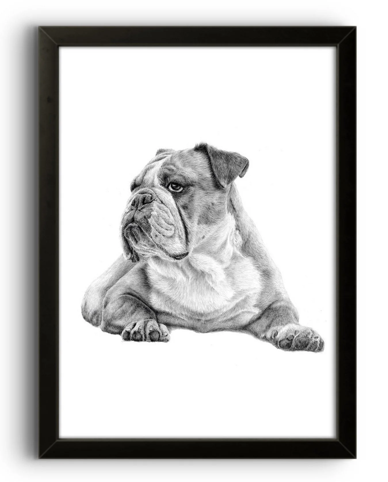 example of a British Bulldog graphite dog portrait in a black framed dog portrait