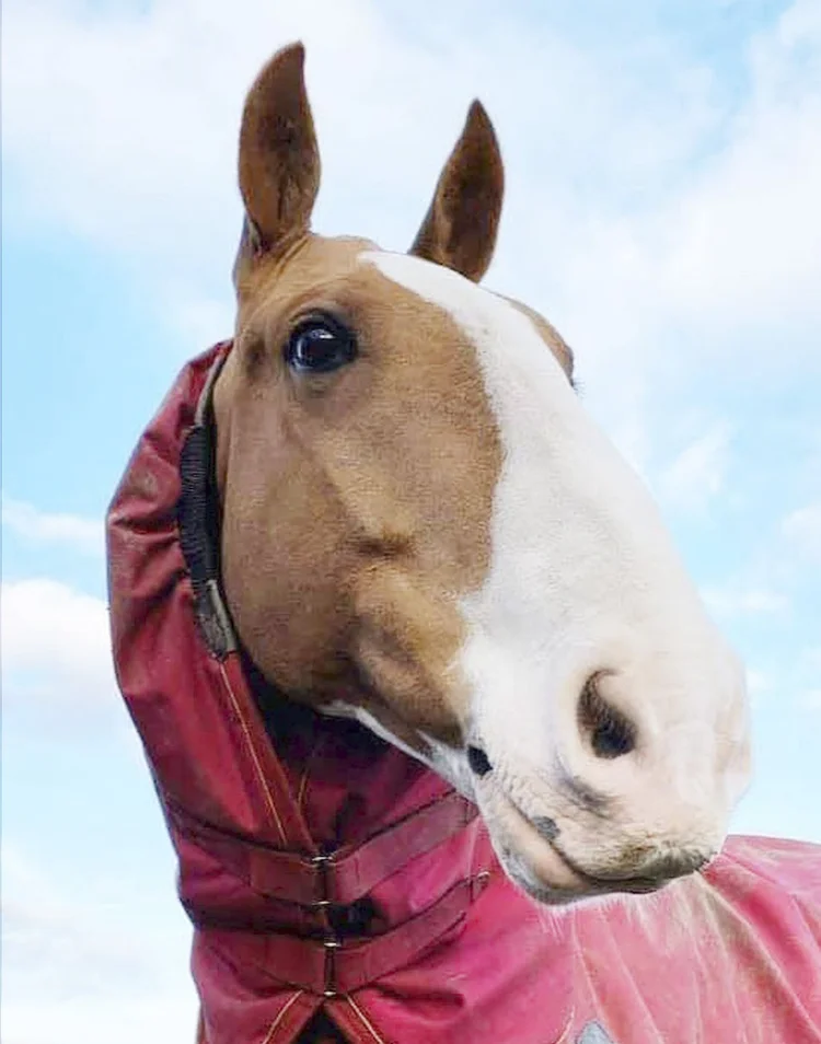 good example of and equestrian horse photo for a horse portrait