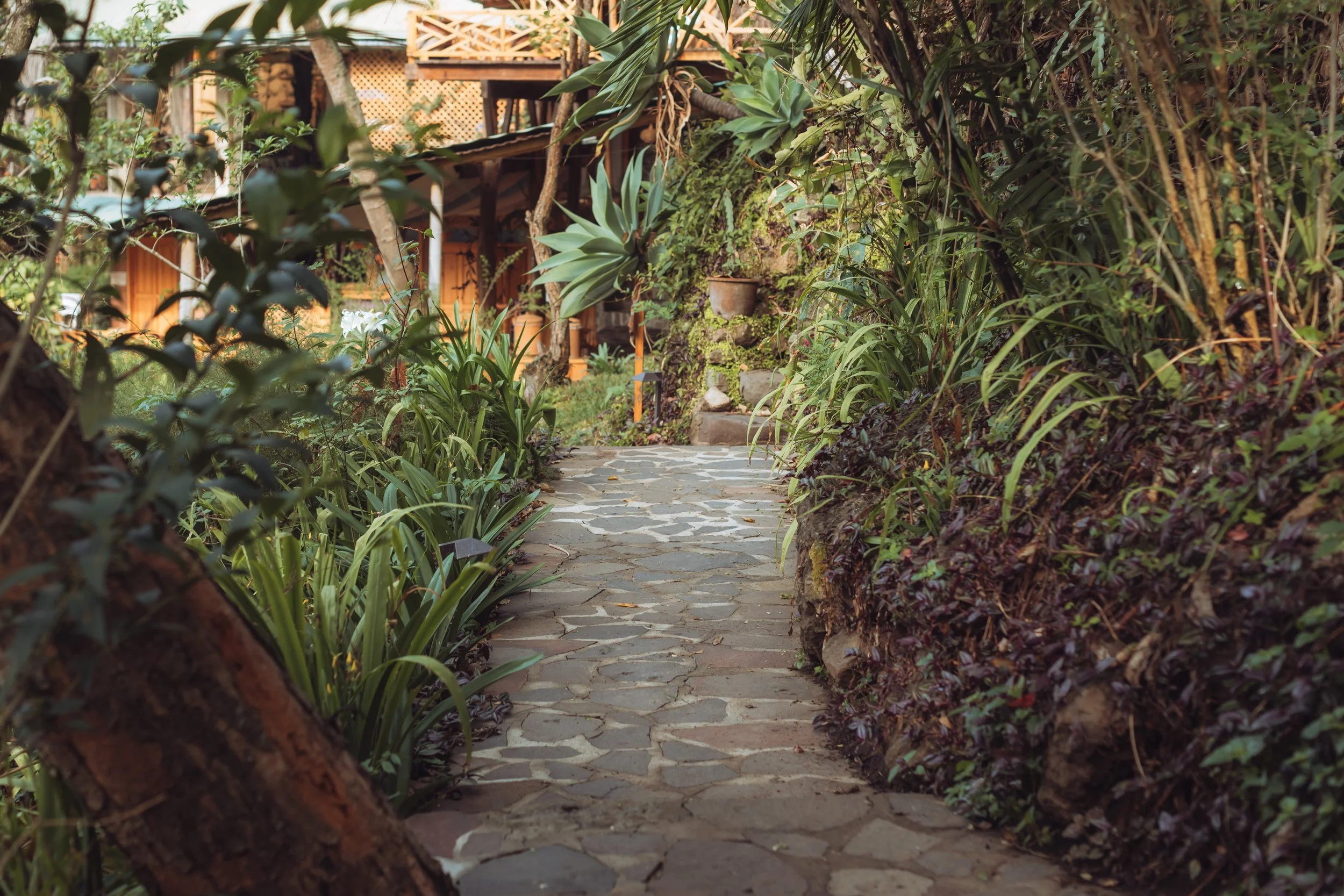 A stone pathway surrounded by lush green plants and foliage, leading to steps and a building with wooden balconies in the background.