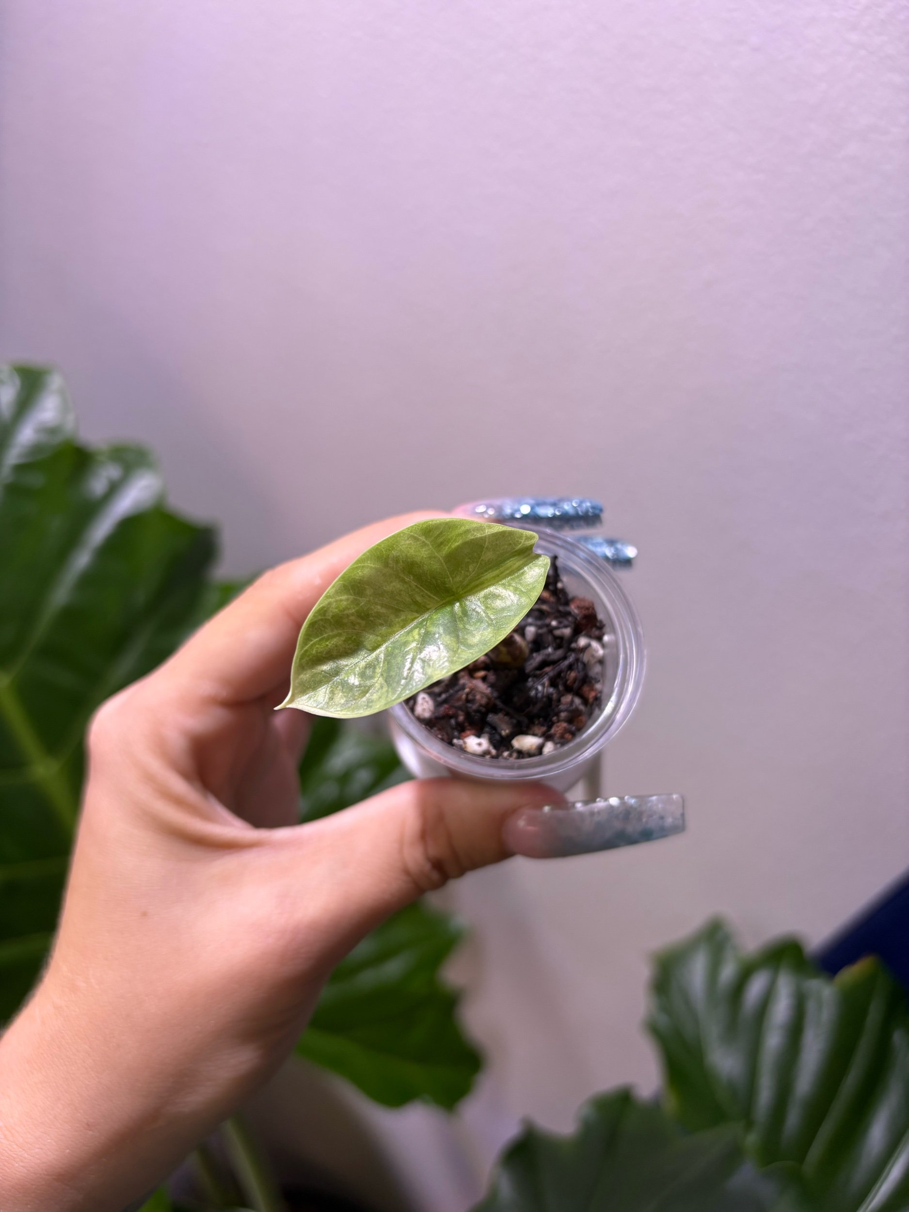 E035C779-70CA-4E5A-83B7-E37B00DEEA51.jpeg