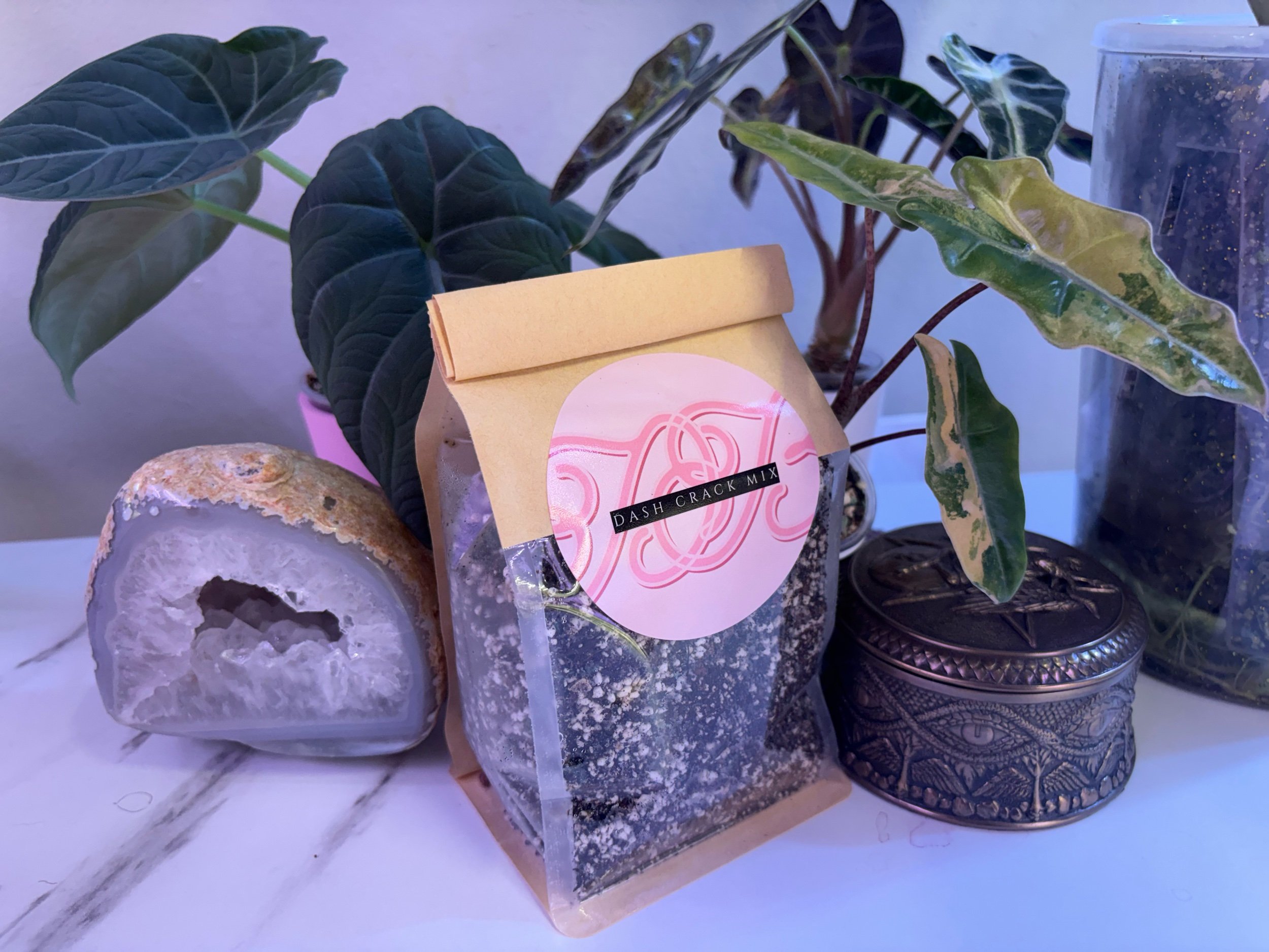 Dash Crack Alocasia Mixture