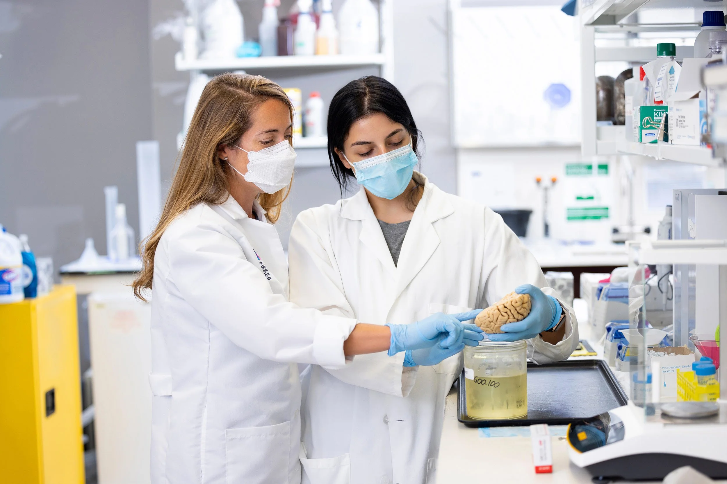 Two female scientists wearing masks in a bright lab inspecting a brain.