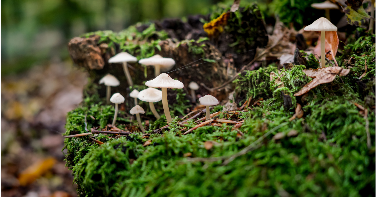 Mushrooms: A Metabolic Reset from the Forest Floor