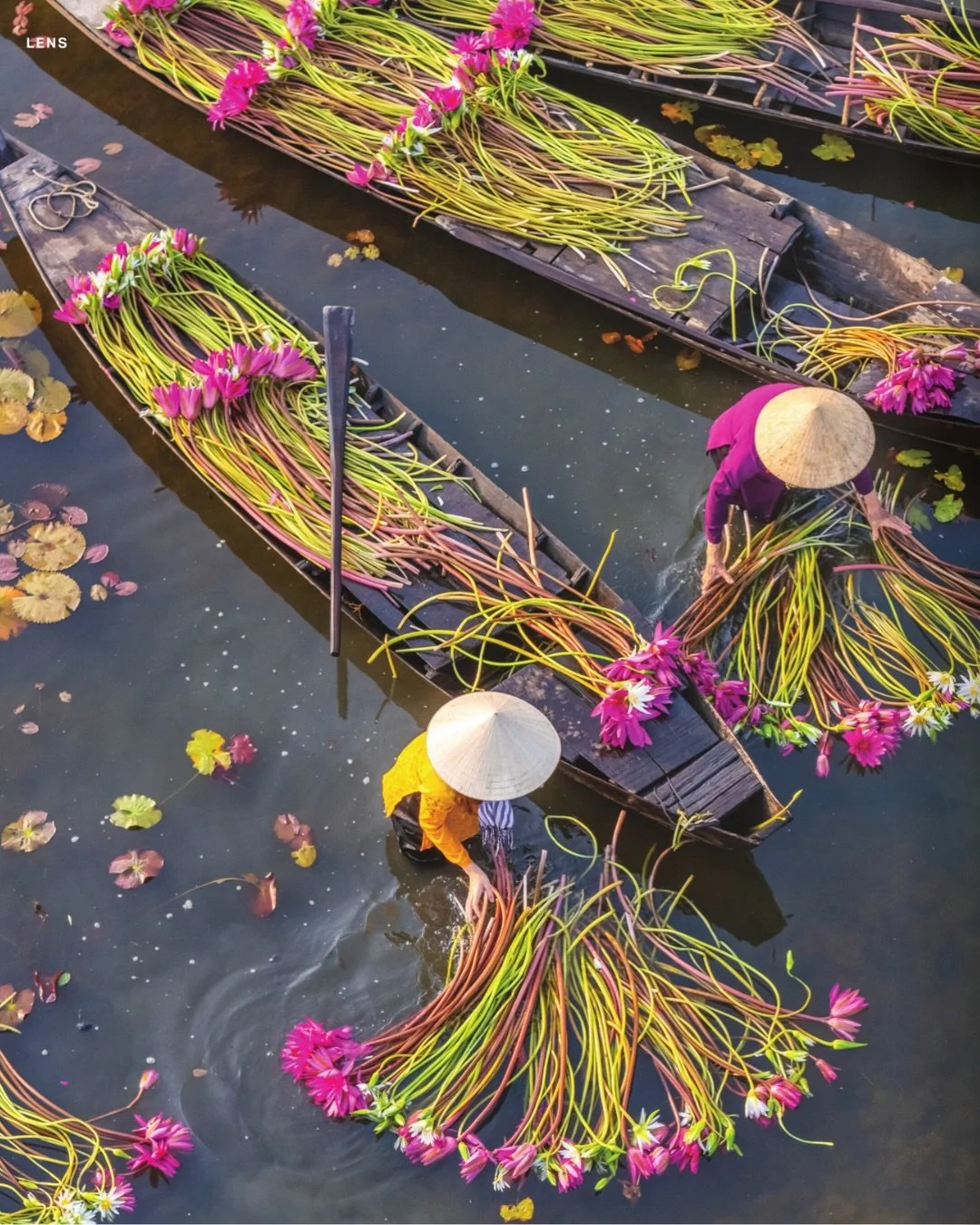 Natural selection 🪷 When floodwaters rise in Vietnam&rsquo;s Mekong Delta, local farmers wade into shimmering wetlands to harvest delicate water lilies&mdash;an age-old tradition shaped by the rhythm of the land.

Discover how you can help support t
