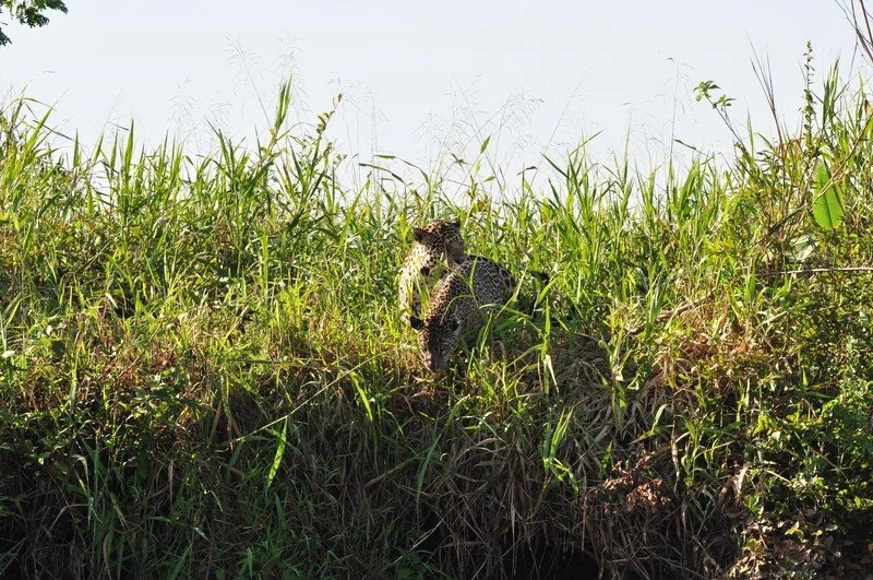 large_JaguarPair.jpeg