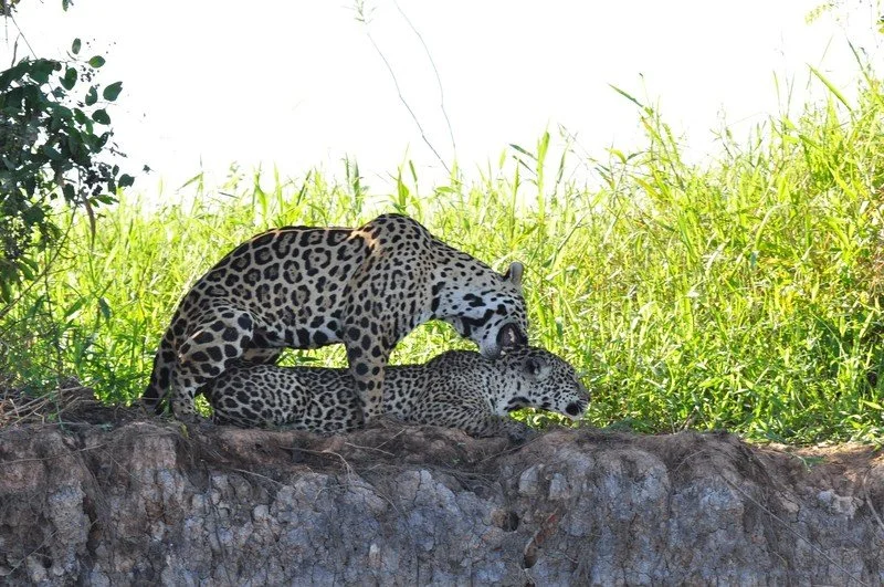 large_JaguarPairMatingBiting.jpeg