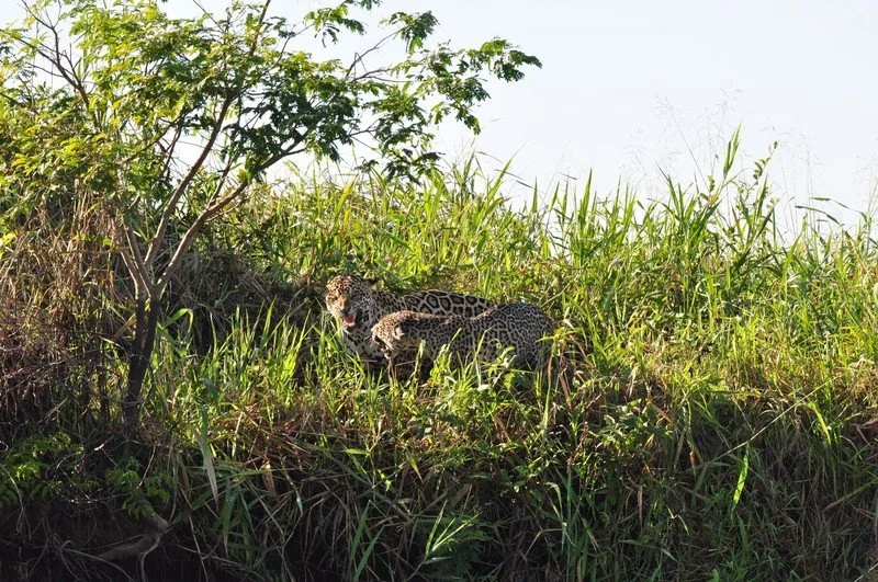 large_JaguarPairSnarling.jpeg