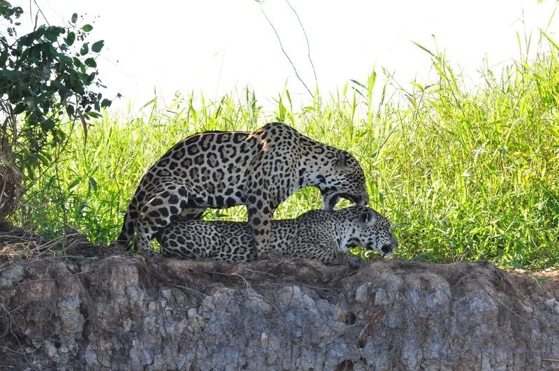 large_JaguarsMating.jpeg