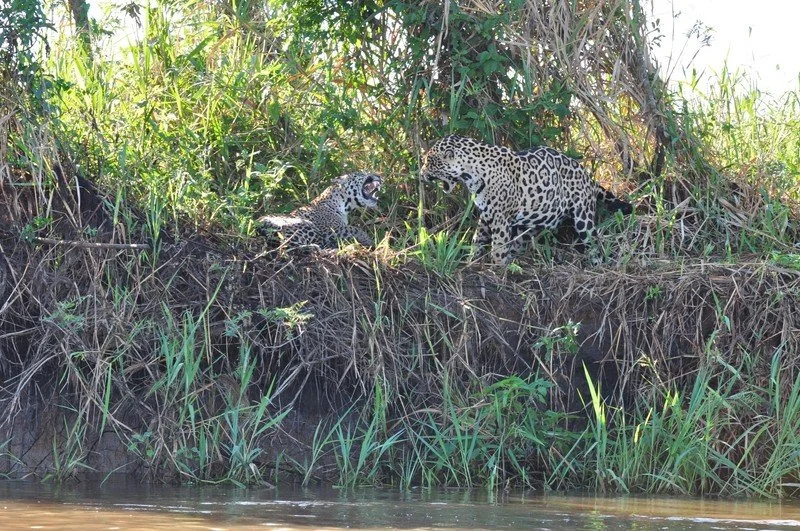 large_JaguarsSnarling.jpeg